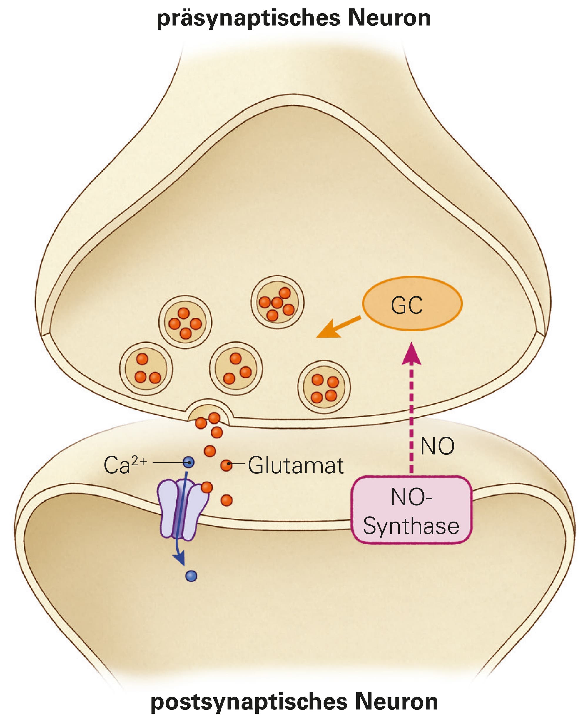 Stickstoffmonoxid an der Synapse