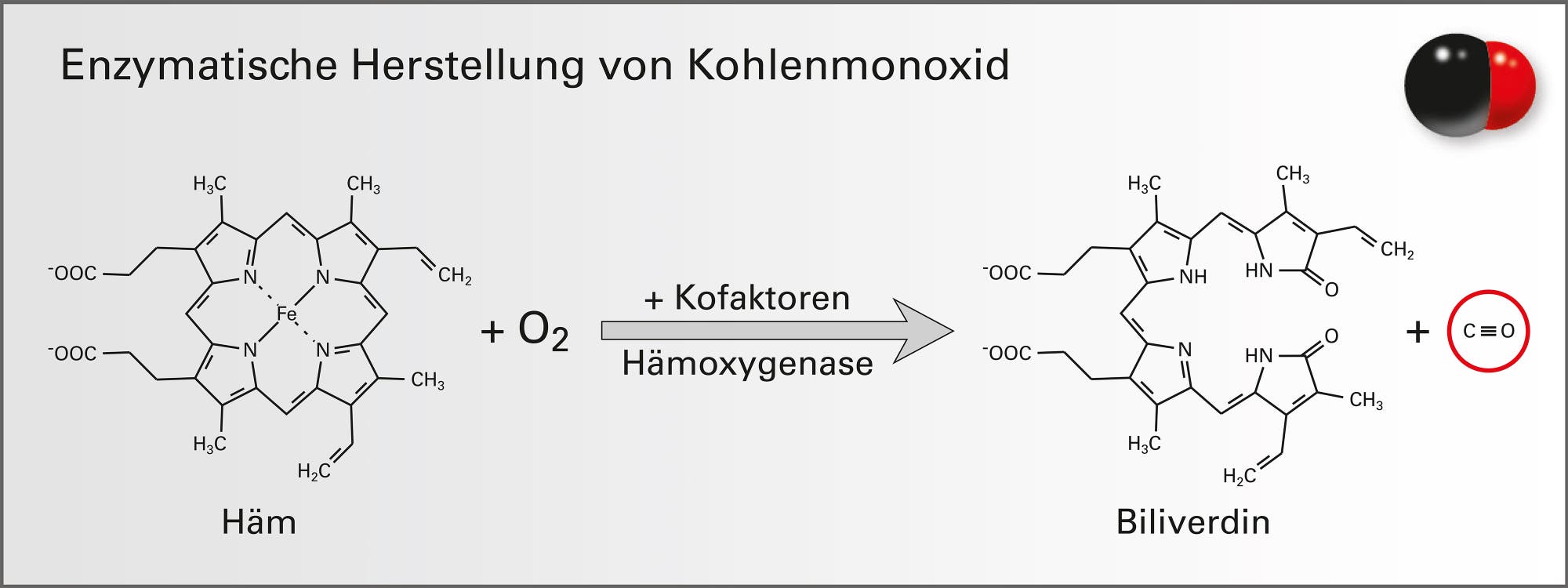 Enzymatische Herstellung von Kohlenmonoxid