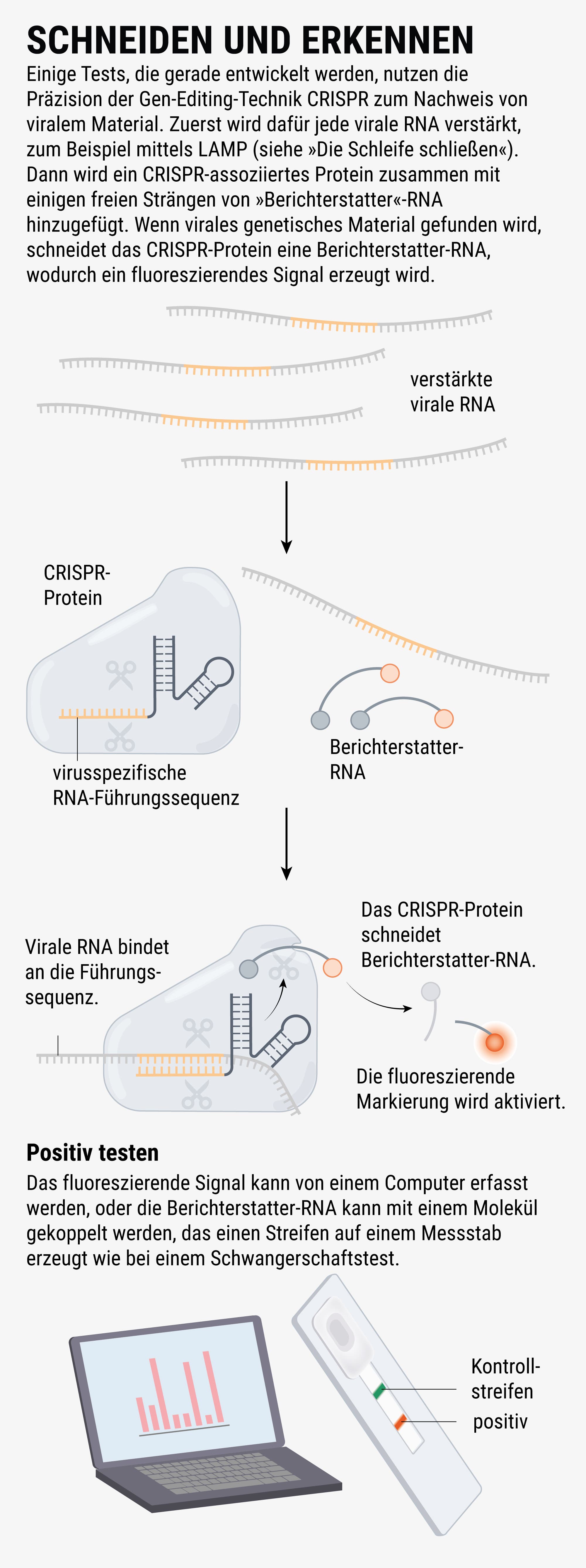 Einige Tests, die gerade entwickelt werden, nutzen die Präzision des Gen-Editing Technik CRISPR zum Nachweis von viralem Material.