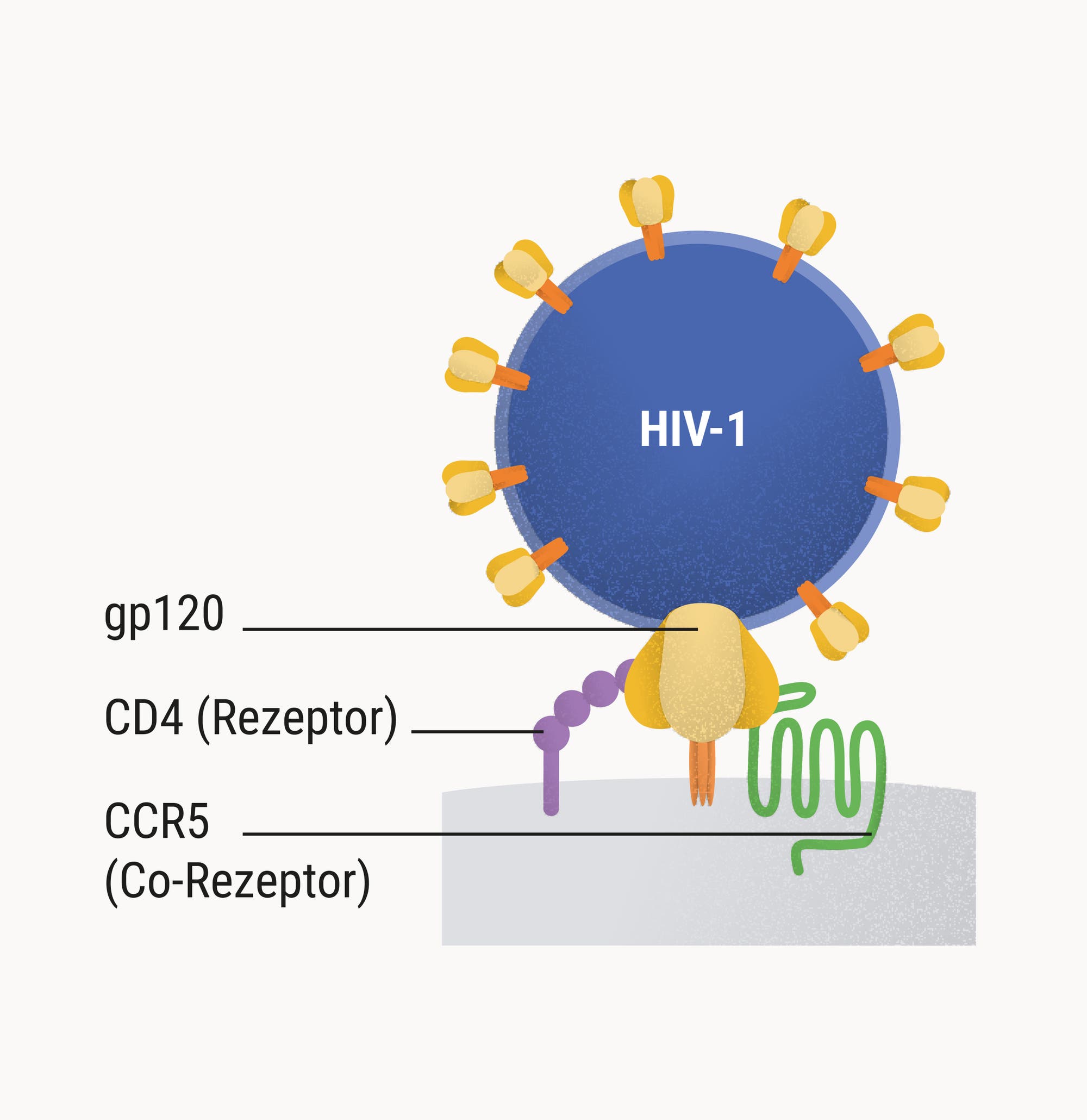 Schematische Darstellung der Interaktion zwischen dem Hüllprotein eines HIV-1-Virions und Rezeptoren auf der Oberfläche einer Wirtszelle