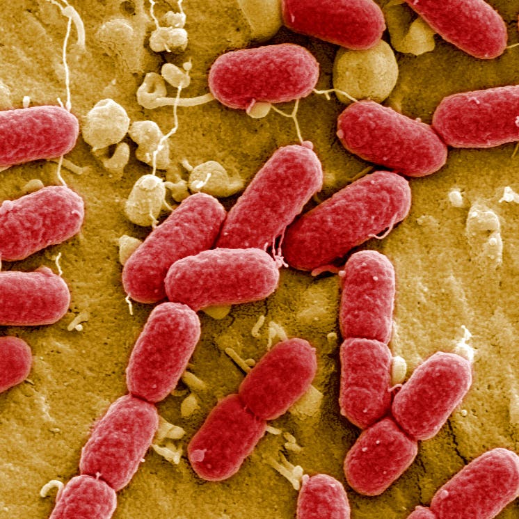 EHEC-Bakterien im Darm