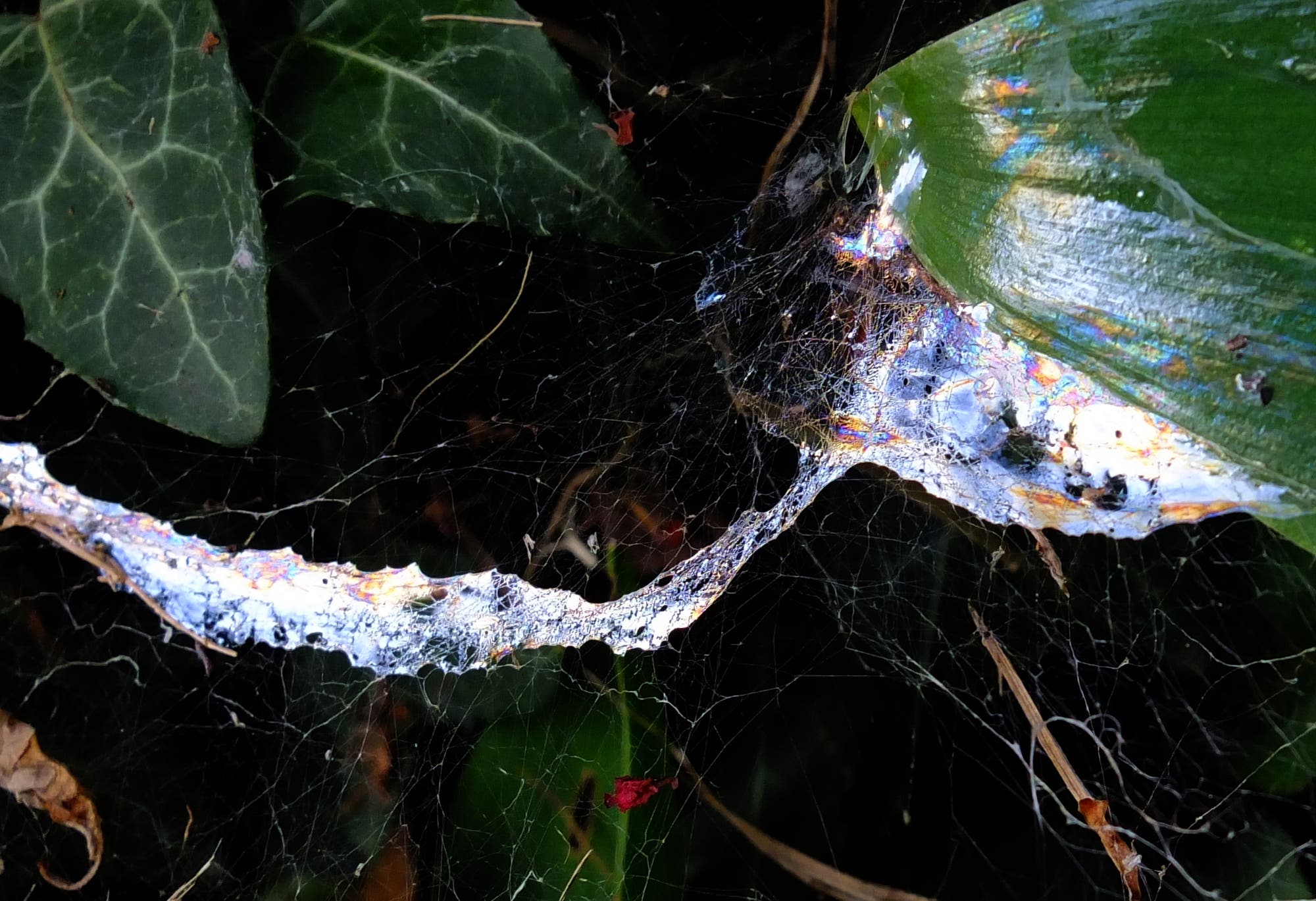 Ein Schleimfilm wurde über ein Spinnennetz ausgelegt. An den irisierenden Farben, die durch Interferenz an dünnen Schichten entstehen, kann man erkennen, wie filigran er ist