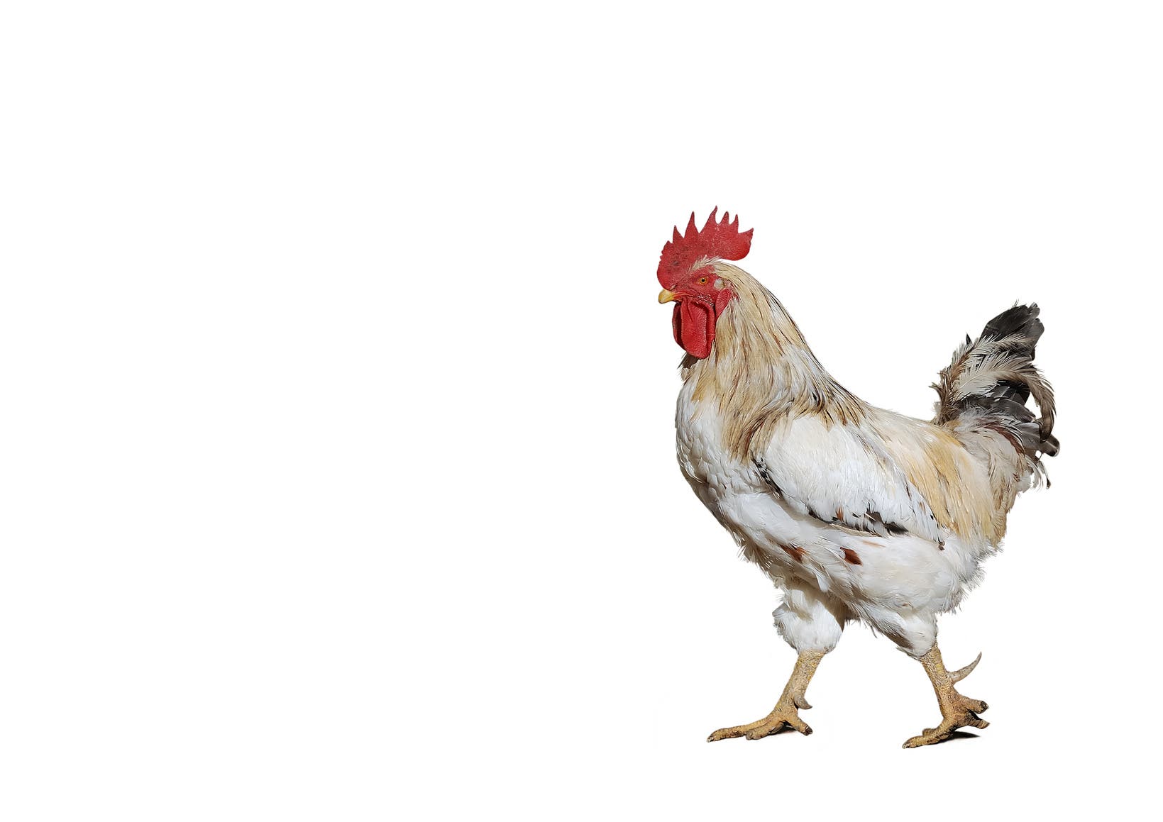 9. Hühner bevorzugen schöne Menschen