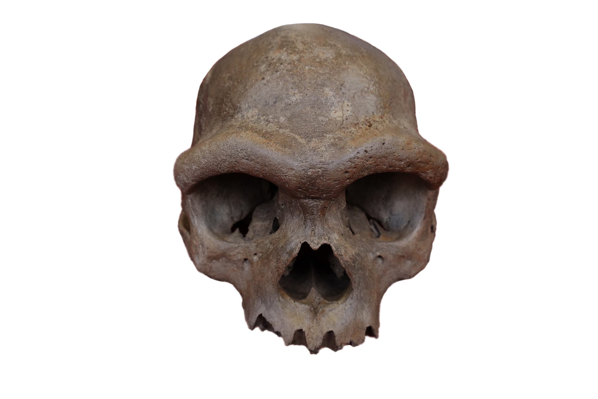Ein fossiler Schädel eines Denisovaners, einer ausgestorbenen Menschenform, frontal aufgenommen. Der Schädel zeigt markante Überaugenwülste und eine robuste Struktur. Der Hintergrund ist neutral gehalten, um den Fokus auf den Schädel zu lenken.