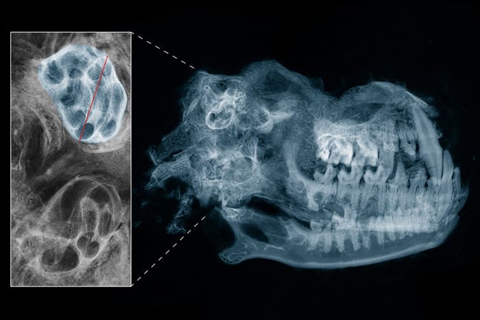 Hassiannycteris Röntgenaufnahme