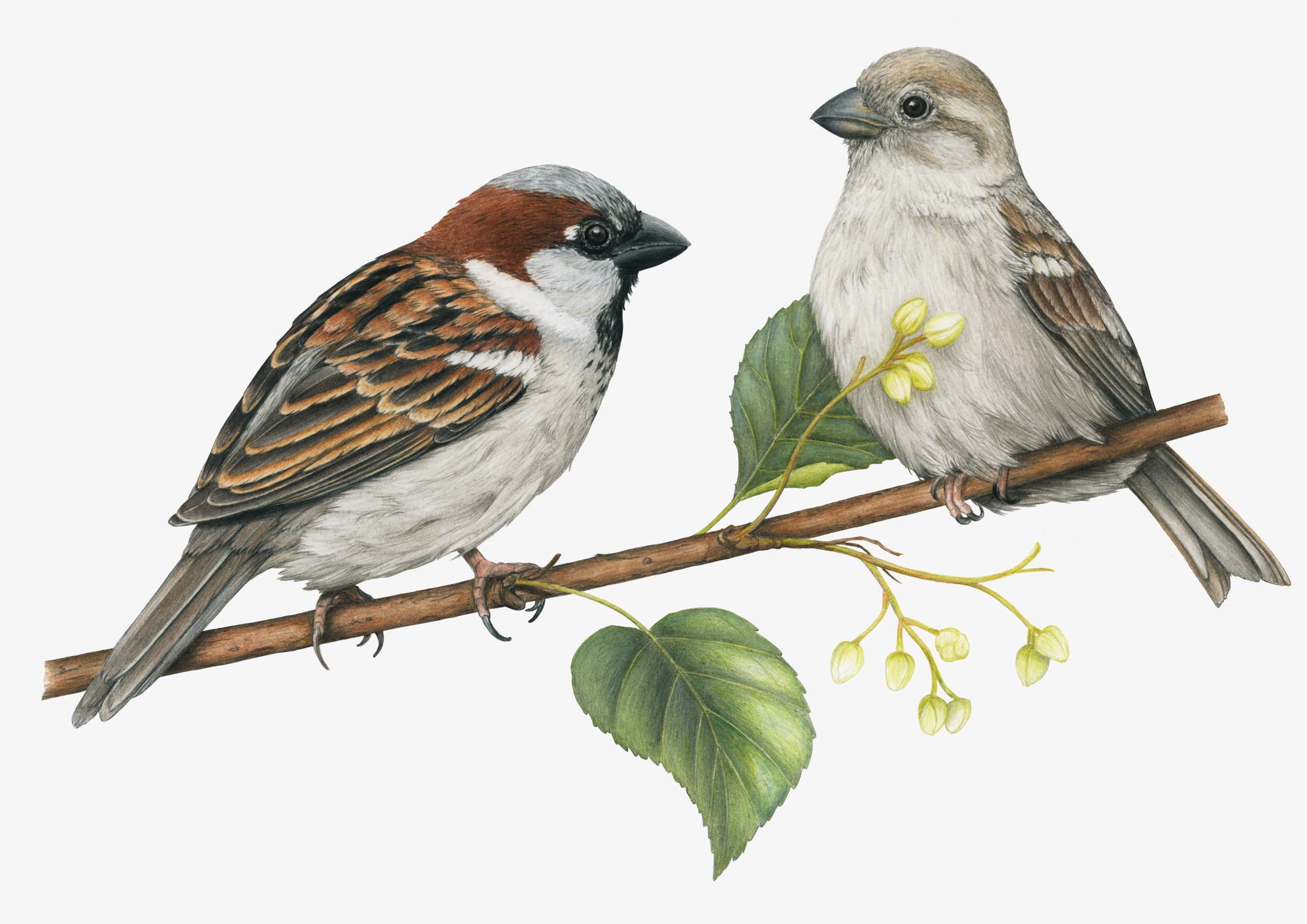 Zwei detailliert gezeichnete Spatzen sitzen auf einem Ast. Der linke Vogel hat ein auffälliges braunes und graues Gefieder, während der rechte Vogel in sanften Grautönen gehalten ist. Der Ast ist mit grünen Blättern und kleinen, gelben Blüten verziert. Die Illustration zeigt die Vögel in einer natürlichen, ruhigen Pose und hebt die feinen Details ihrer Federn hervor.