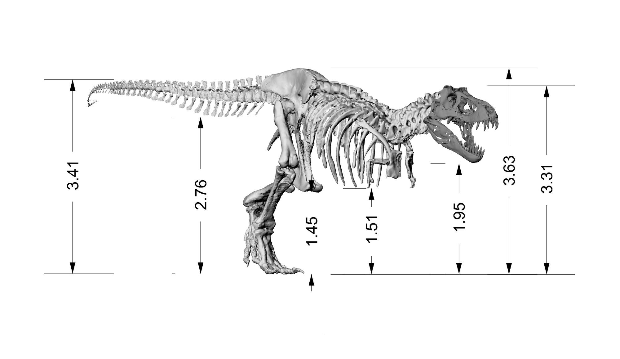 Das sind die Dimensionen von Tristan und sein aus 3D-Daten zusammengefügtes Skelett.