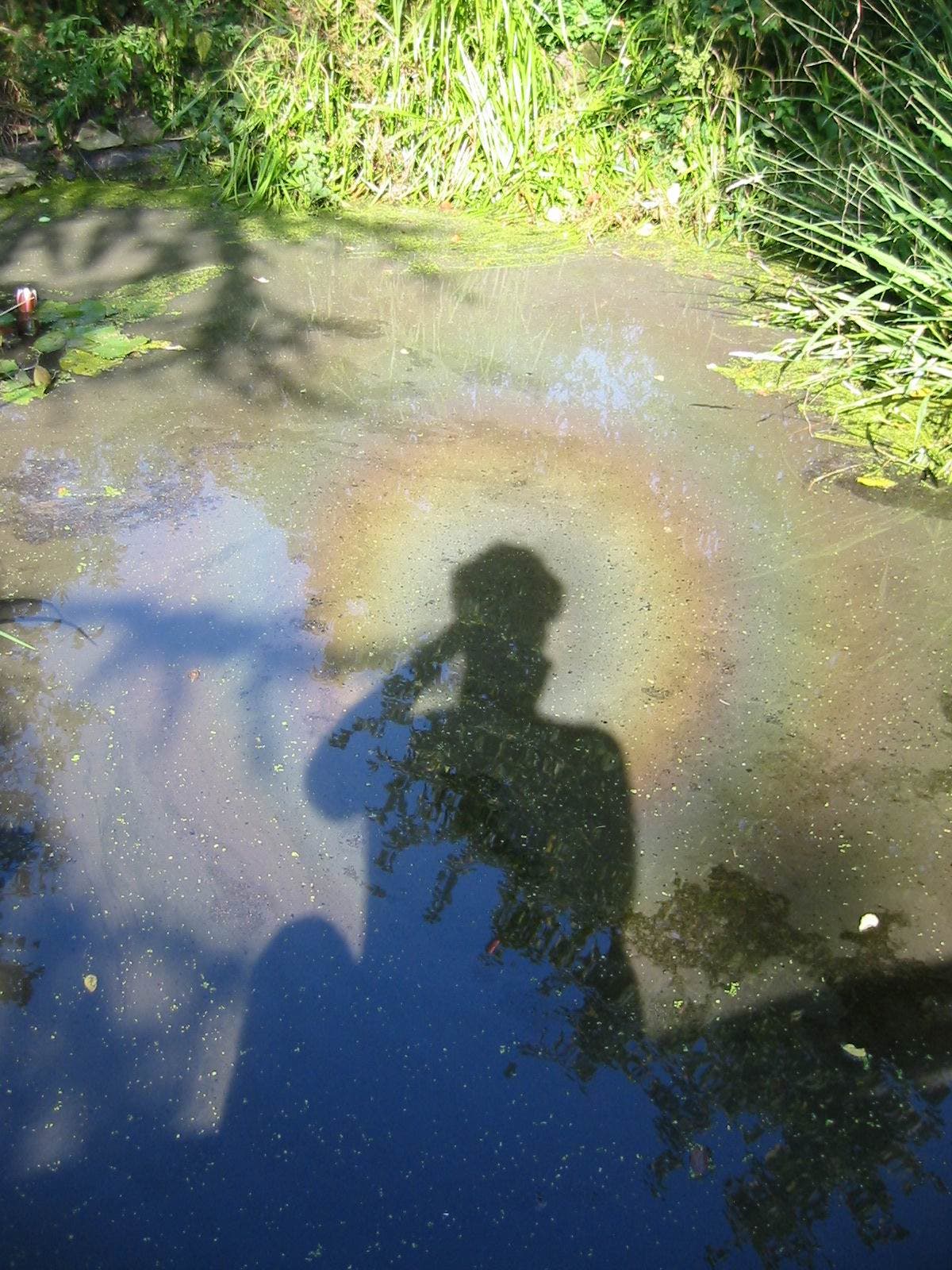 Eine Glorie in einem Teich umgibt den Kopfschatten des Fotografen