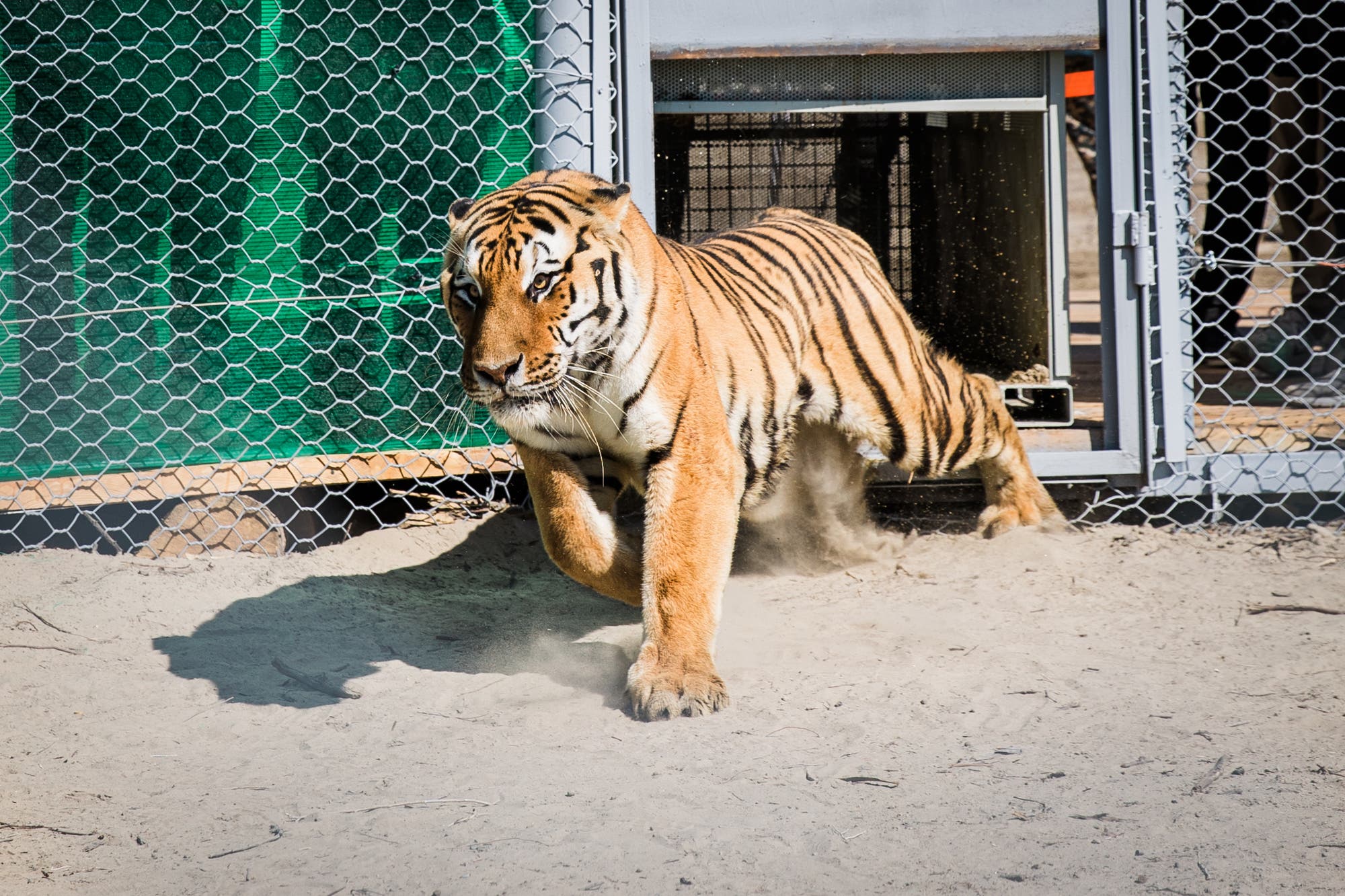 Ein Tiger tritt aus einem Gehege mit Maschendrahtzaun auf sandigem Boden. Der Tiger bewegt sich kraftvoll nach vorne, während Staub unter seinen Pfoten aufwirbelt. 