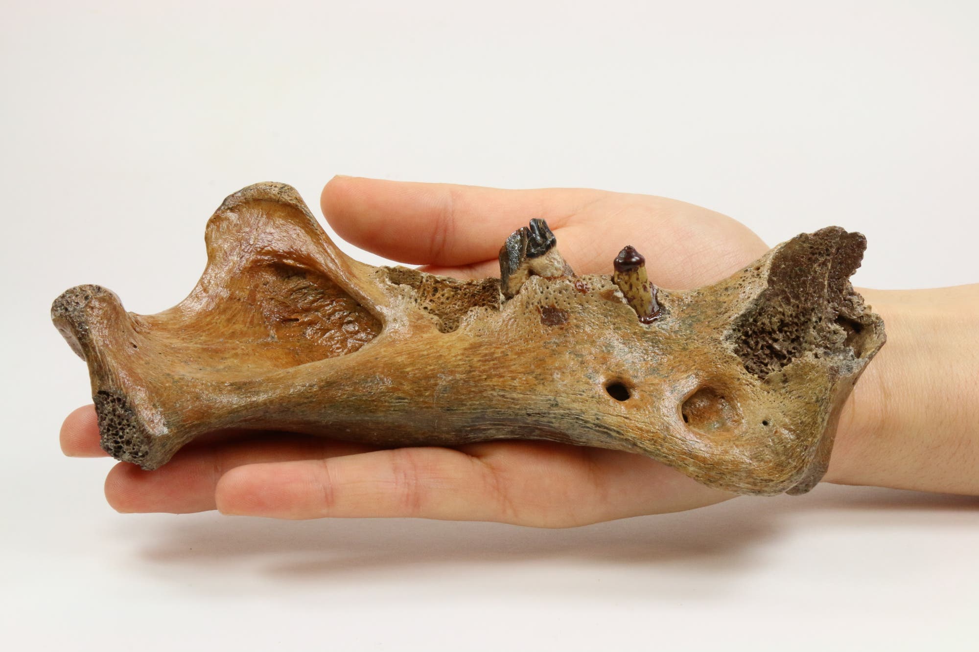 Kiefer von Homotherium – einer Säbelzahnkatze aus Europa