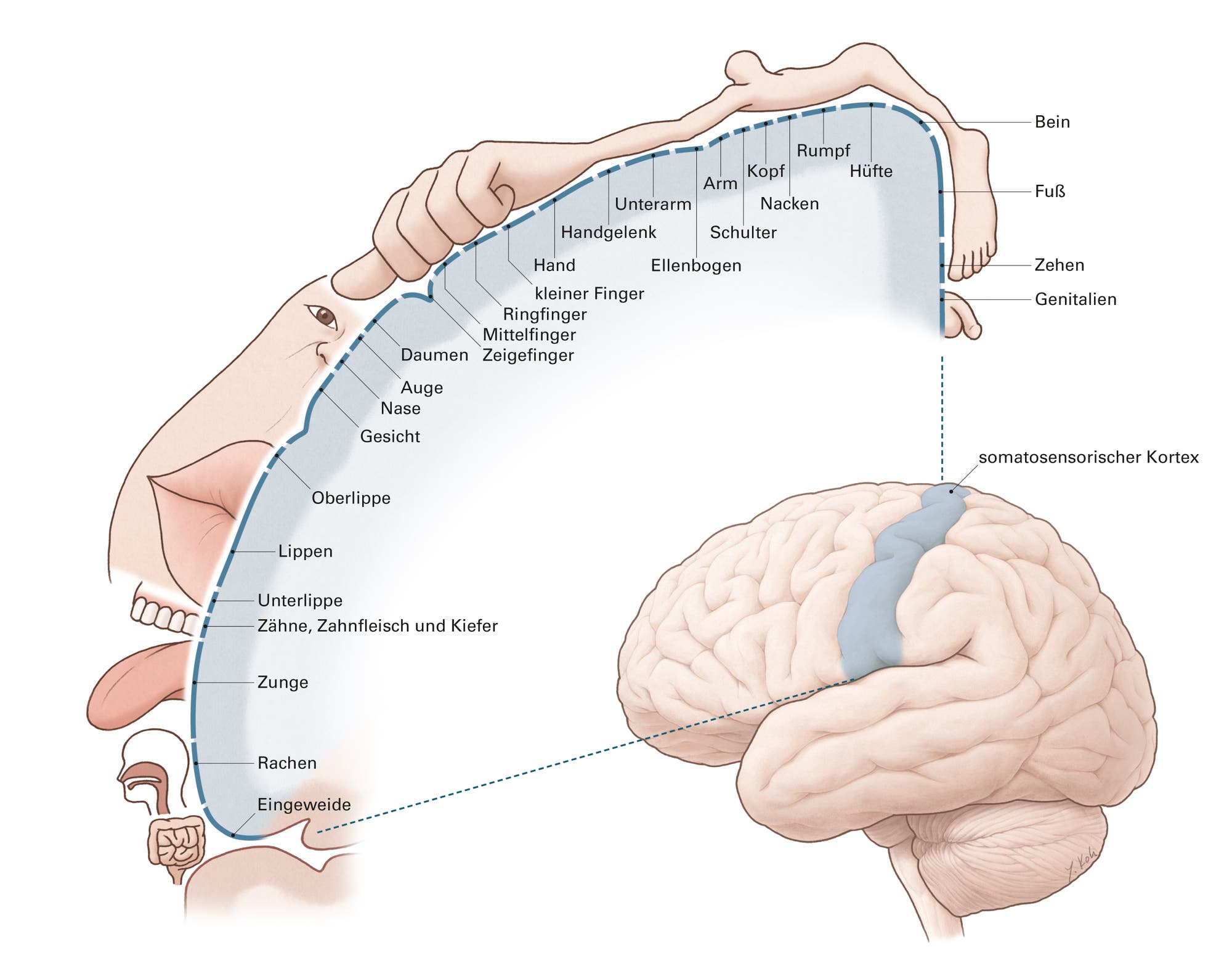 Zeichnung des Homunkulus: die Repräsentation des menschlichen Körpers im somatosensorischen Kortex