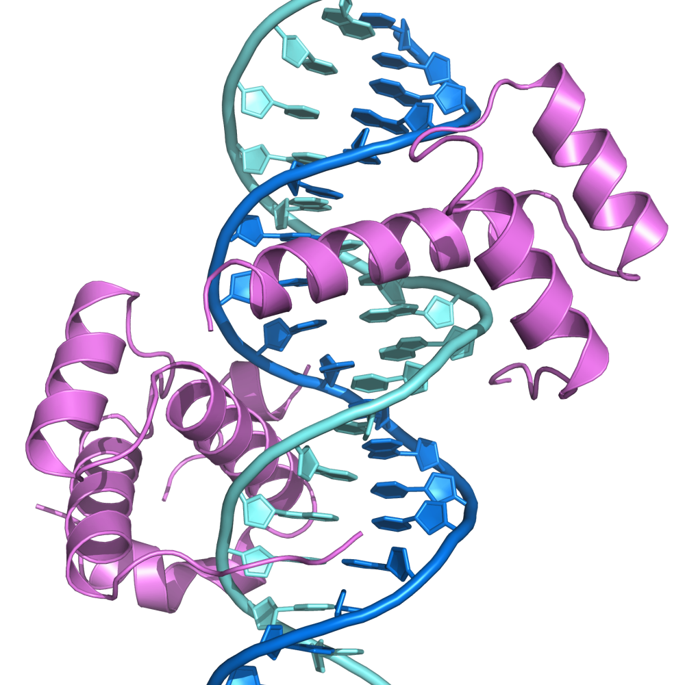 Trankskriptionsfaktor mit DNA-Doppelhelix