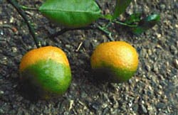 Zwei Orangen, zur Hälfte grün verfärbt