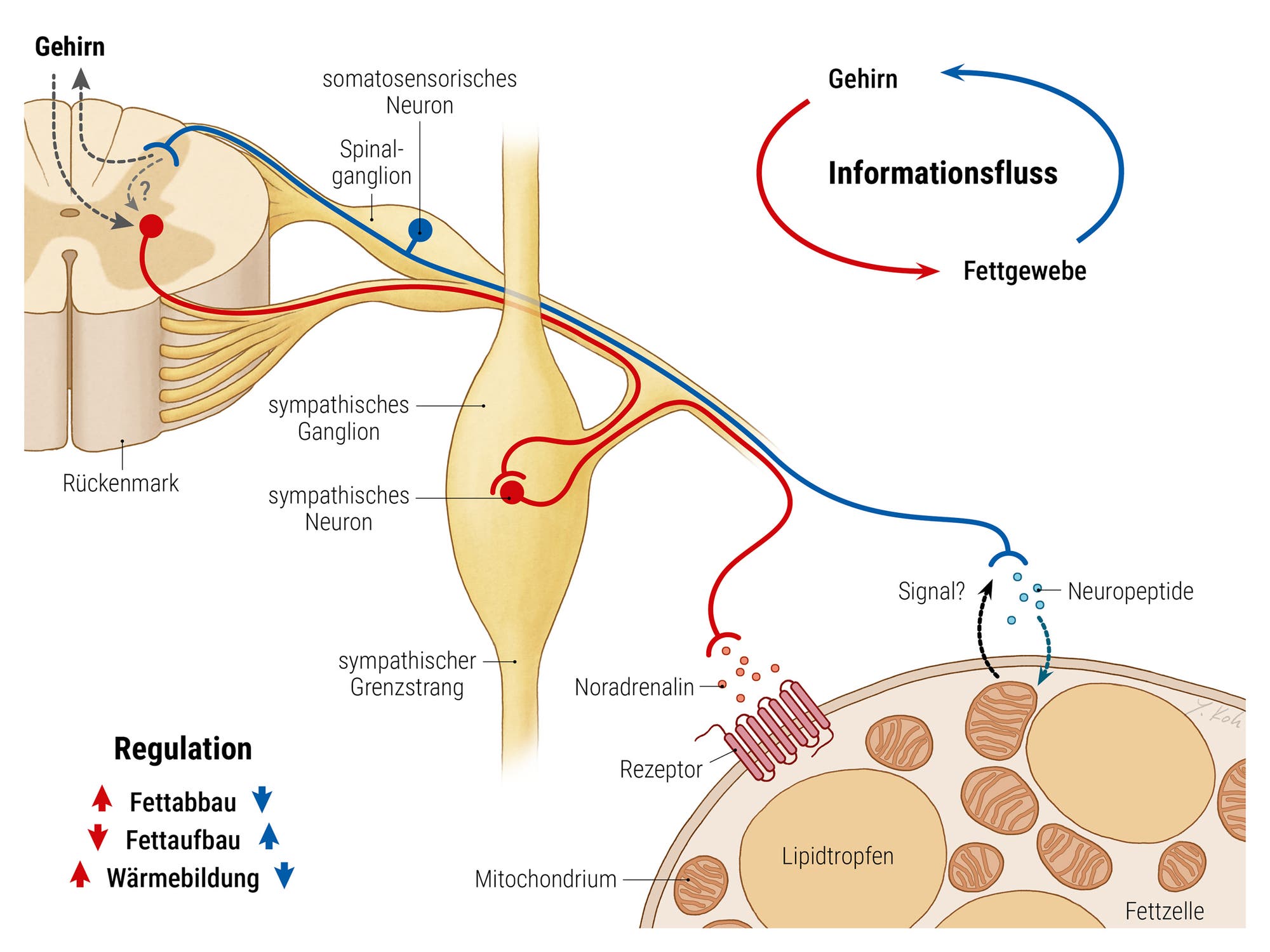 Diagramm der neuronalen Kommunikation zwischen Fettgewebe und Gehirn. Es zeigt den Informationsfluss vom Gehirn über das Rückenmark zum Fettgewebe. Dargestellt sind sympathische und somatosensorische Neurone. Der Prozess beinhaltet die Freisetzung von Noradrenalin, das an Rezeptoren im Fettgewebe bindet, um Fettabbau, Fettaufbau und Wärmebildung zu regulieren. Ein Pfeil zeigt den Informationsfluss vom Fettgewebe zurück zum Gehirn. Das Bild enthält Beschriftungen wie »Gehirn«, »Rückenmark«, »Fettzelle« und »Regulation«.