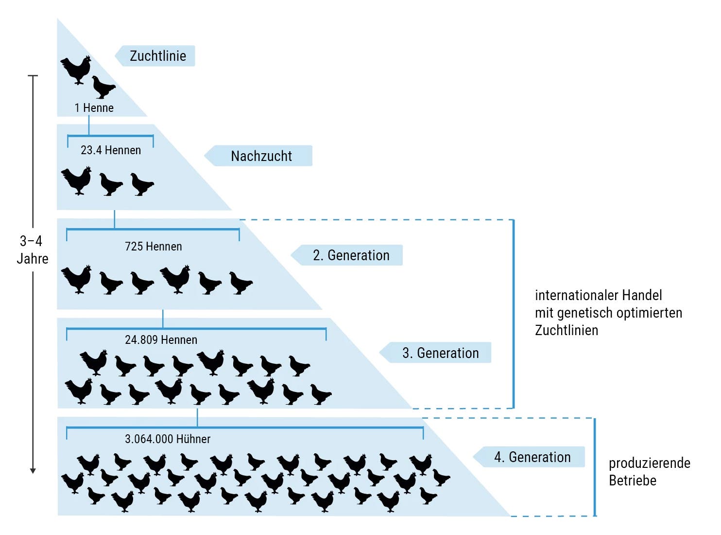 Diagramm eines Zuchtprozesses für Hühner, das eine Pyramidenstruktur darstellt. Oben beginnt es mit einer „Pure line“ Pedigree-Henne, die sich in die „1st generation“ mit 23,4 Hennen als Urgroßeltern entwickelt. Die „2nd generation“ zeigt 725 Hennen als Großeltern. Darunter folgt die „3rd generation“ mit 24.809 Hennen als Eltern. Die Basis bildet die „4th generation“ mit 3.064.000 Masthühnern, die in Produktionsfarmen gehalten werden. Der gesamte Prozess dauert 3-4 Jahre und umfasst den Handel mit Zuchtbeständen.