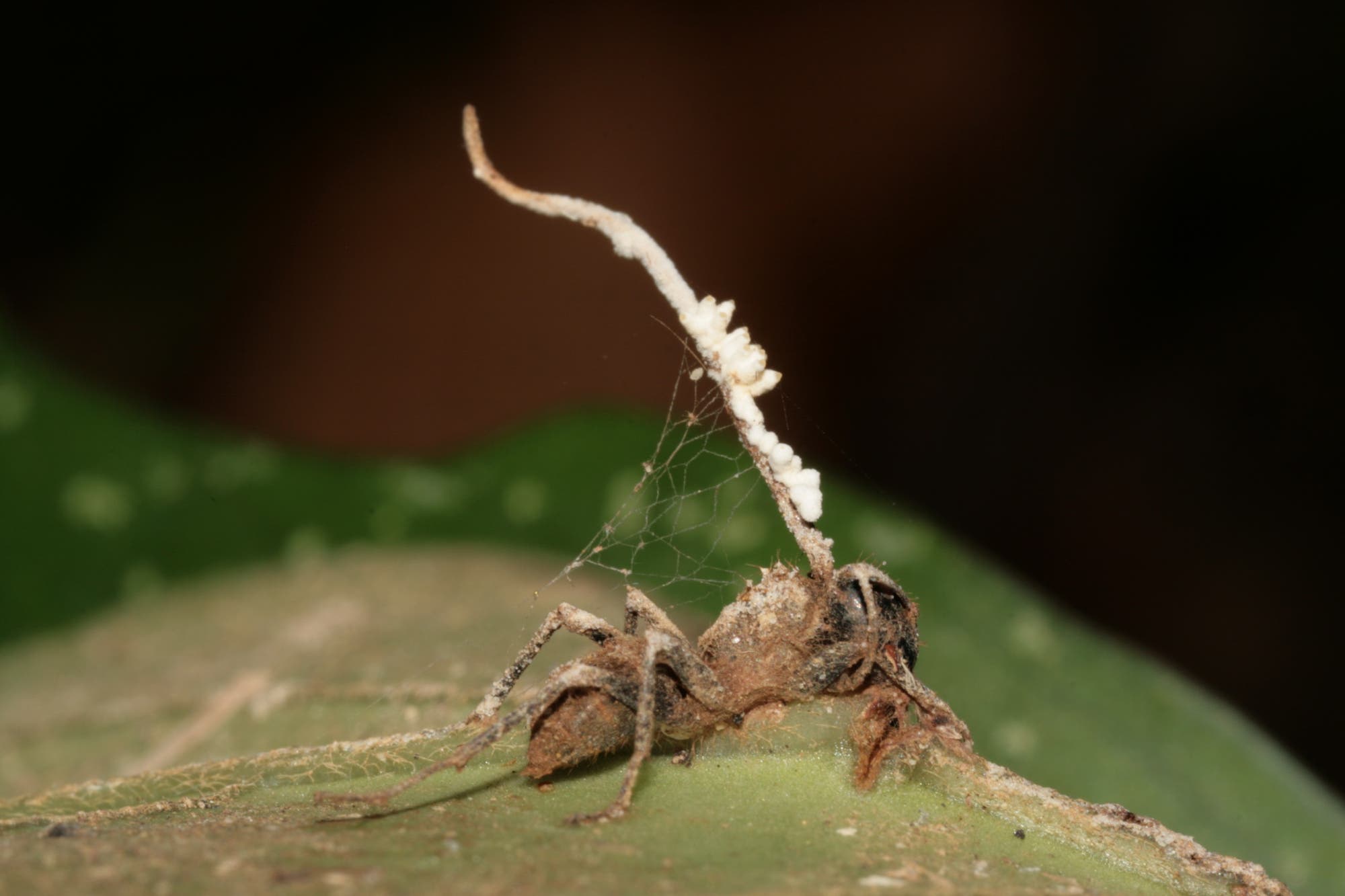 Pilz macht Ameisen zu Zombies, um sich zu vermehren