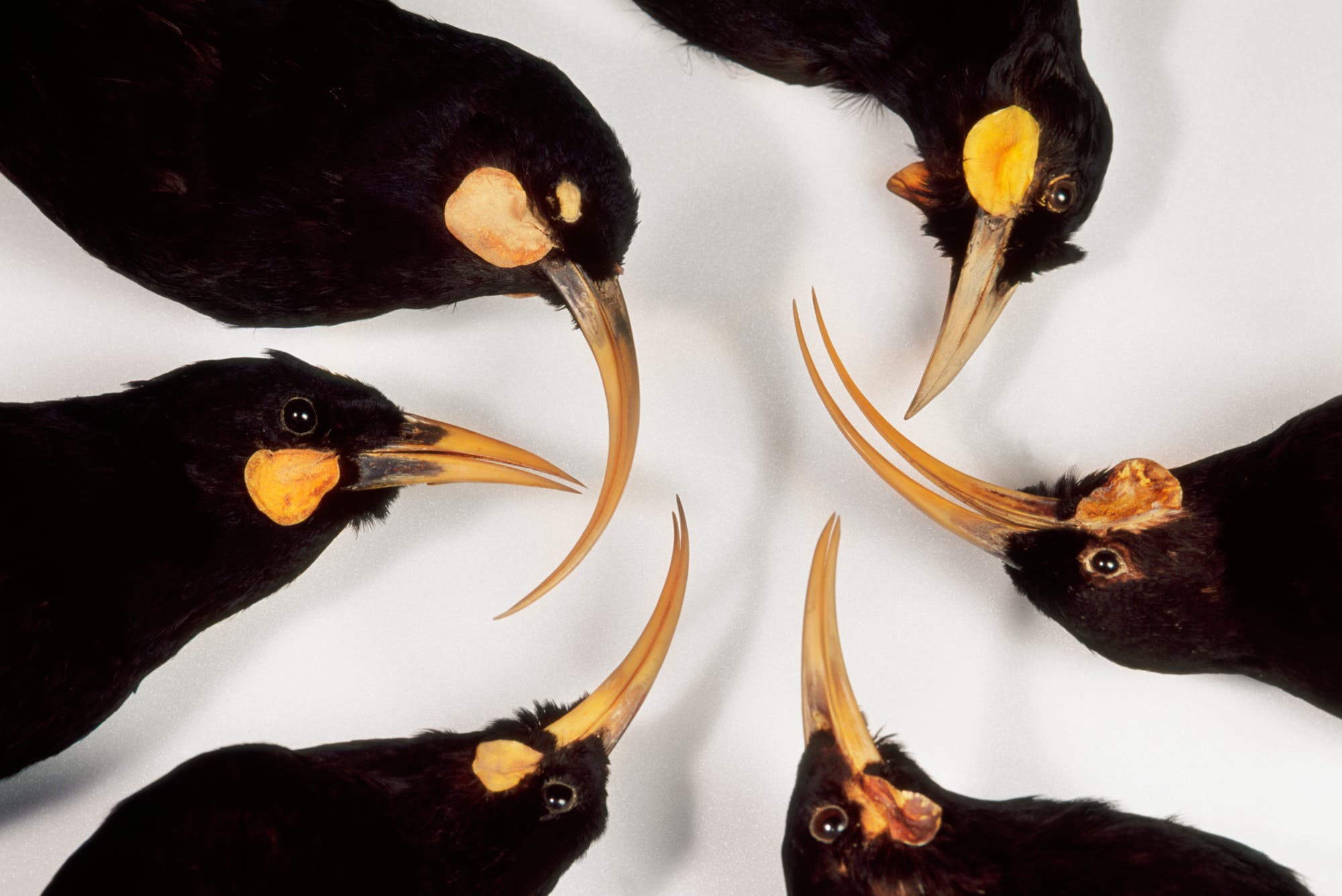 Huia – ein einzigartiger Vogel aus Neuseeland
