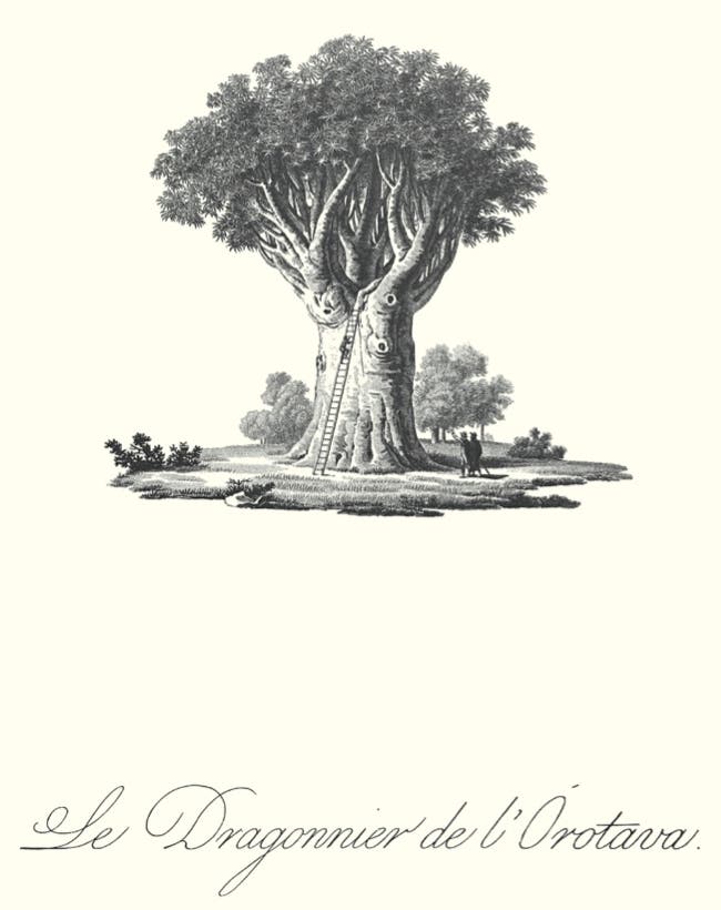 Drachenbaum, gezeichnet von Alexander von Humboldt