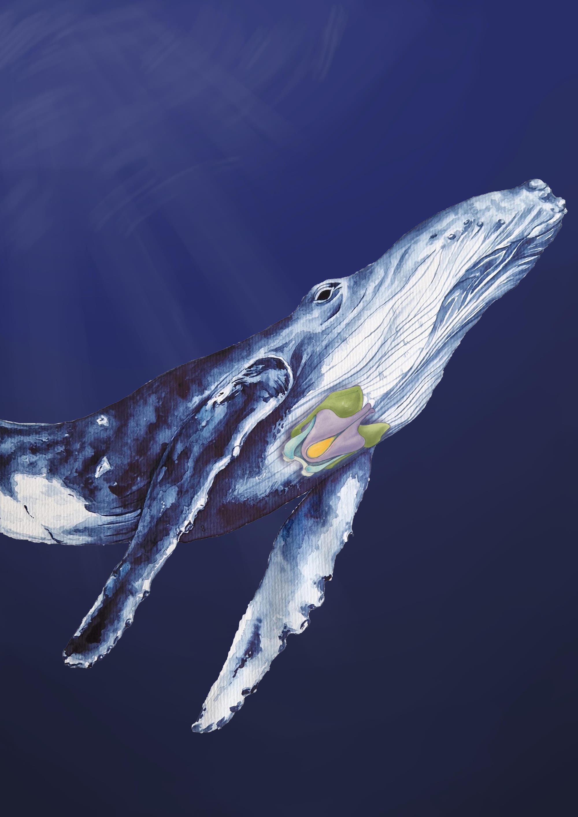 Buckelwal mit speziellem Kehlkopf
