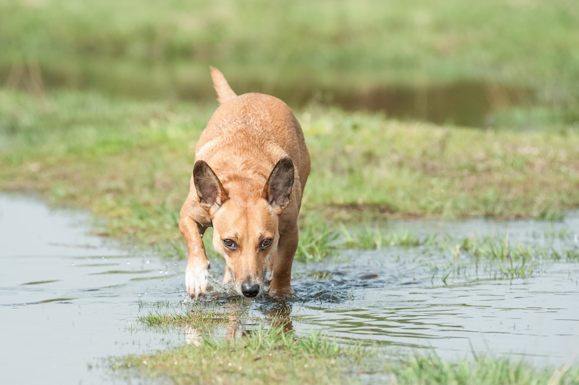Hund folgt einer Spur über das Wasser
