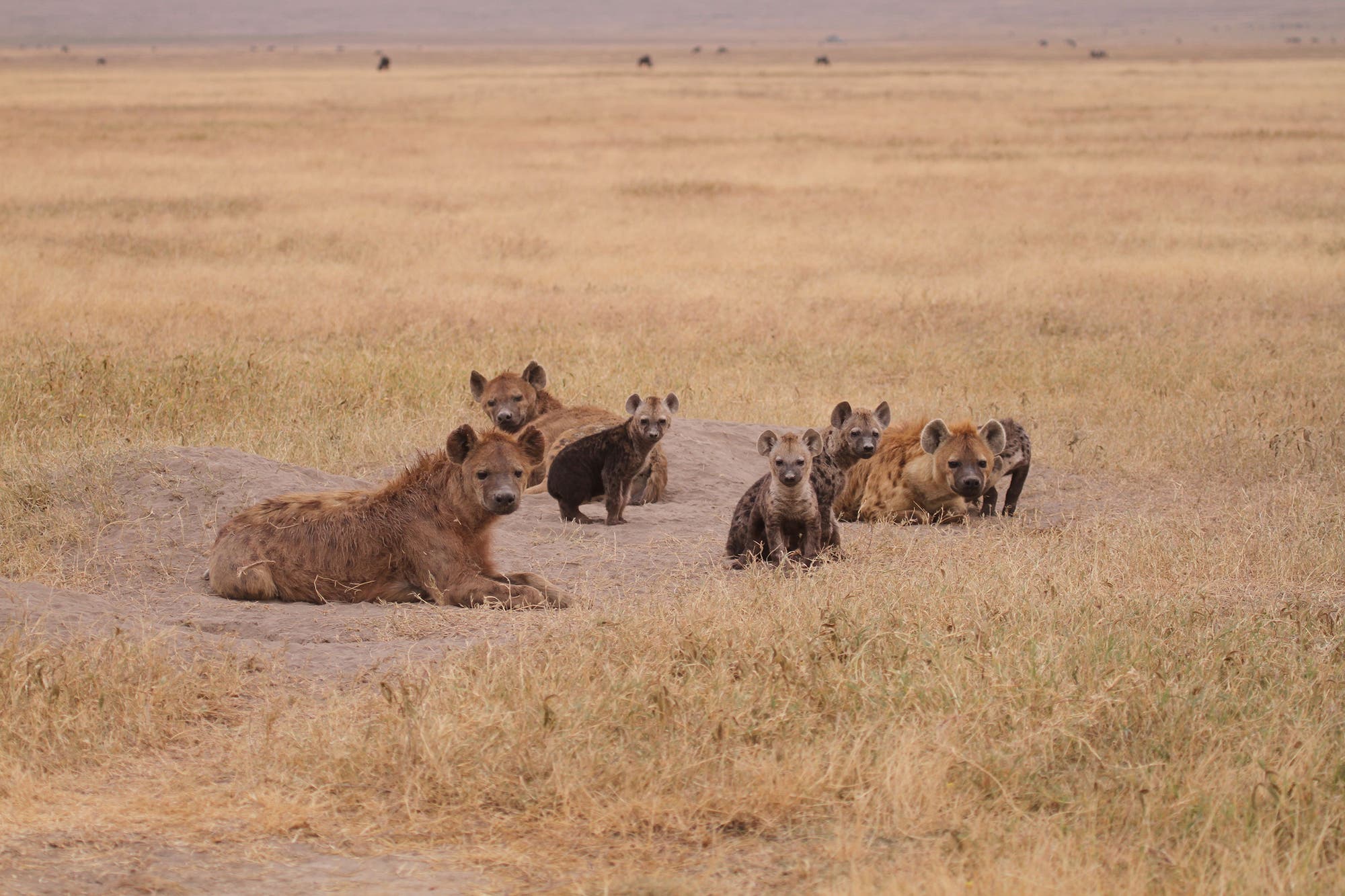 Eine Hyänengruppe mit Jungtieren schaut neugierig zur Kamera