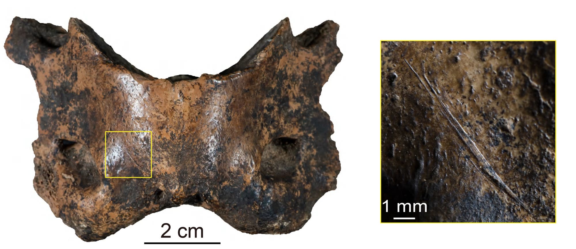 Wirbelknochen einer Hyäne aus der Baishiya-Karsthöhle. Darauf zeichnet sich eine Schnittspur ab.