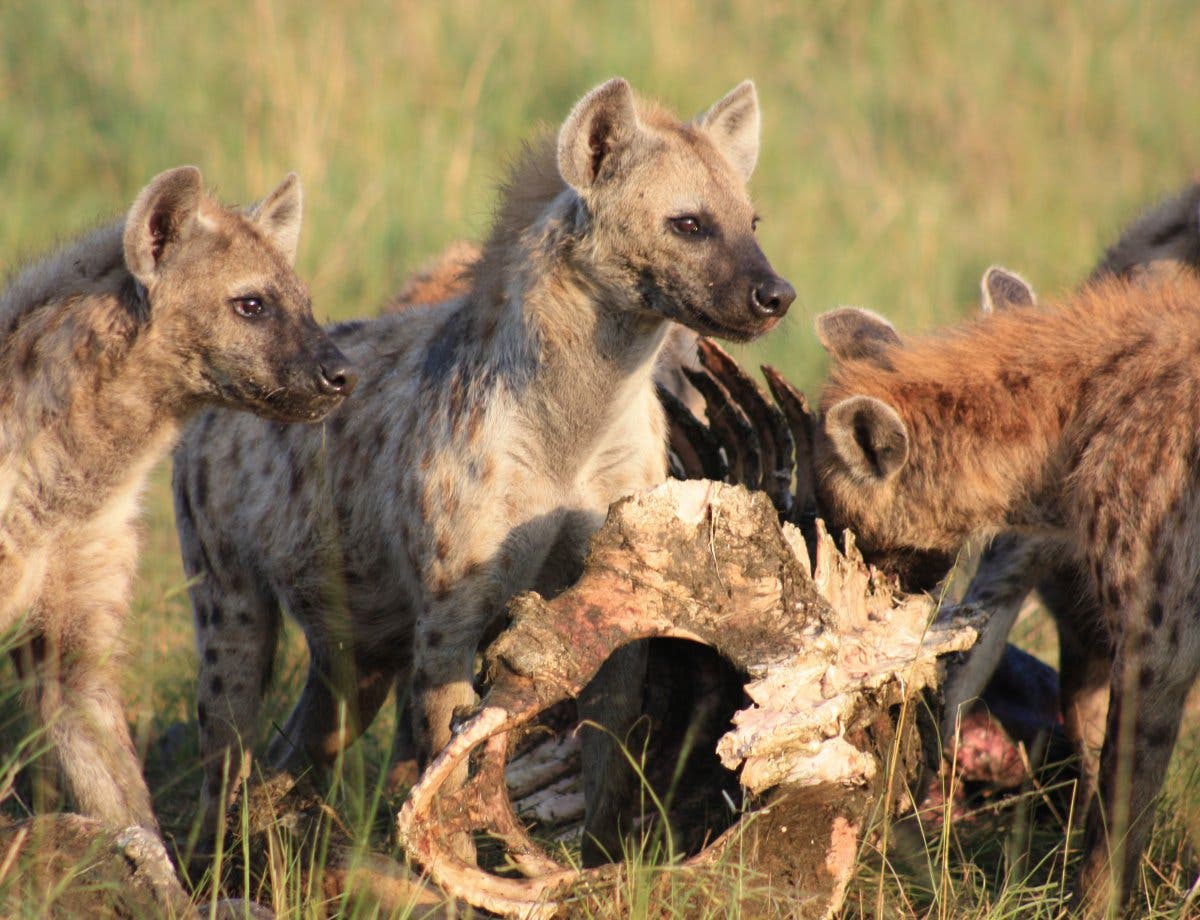 Hyänen an der Beute