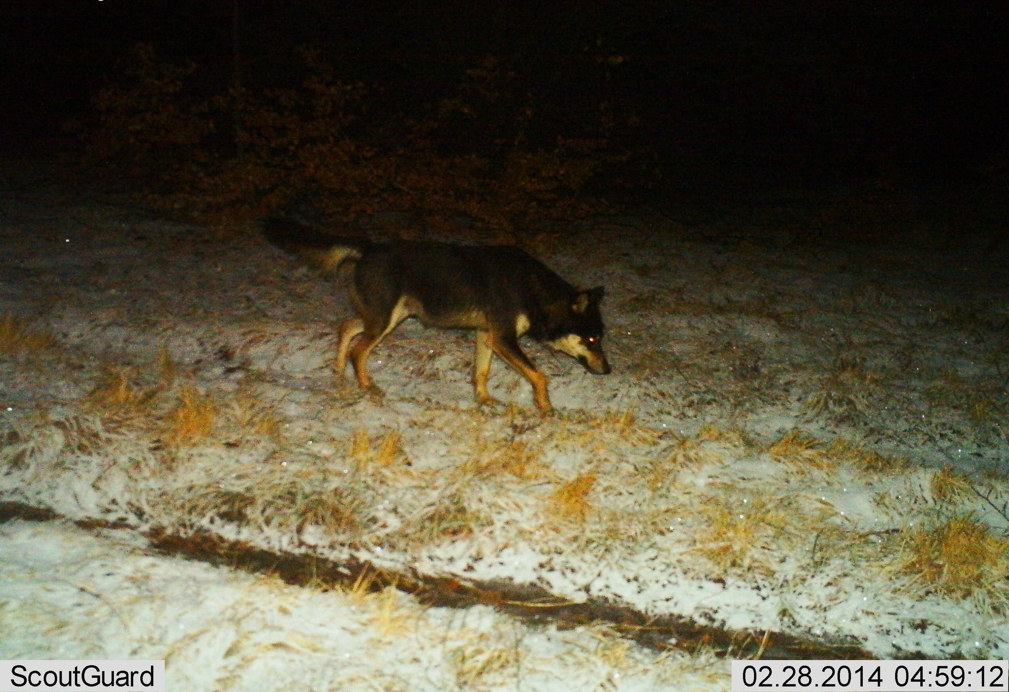 Ein wolfsartiges Tier mit der Fellfärbung eines Deutschen Schäferhunds geht nachts durch eine schneebedeckte Landschaft. Im Bild sind trockene Gräser und ein dunkler Waldhintergrund zu sehen. 