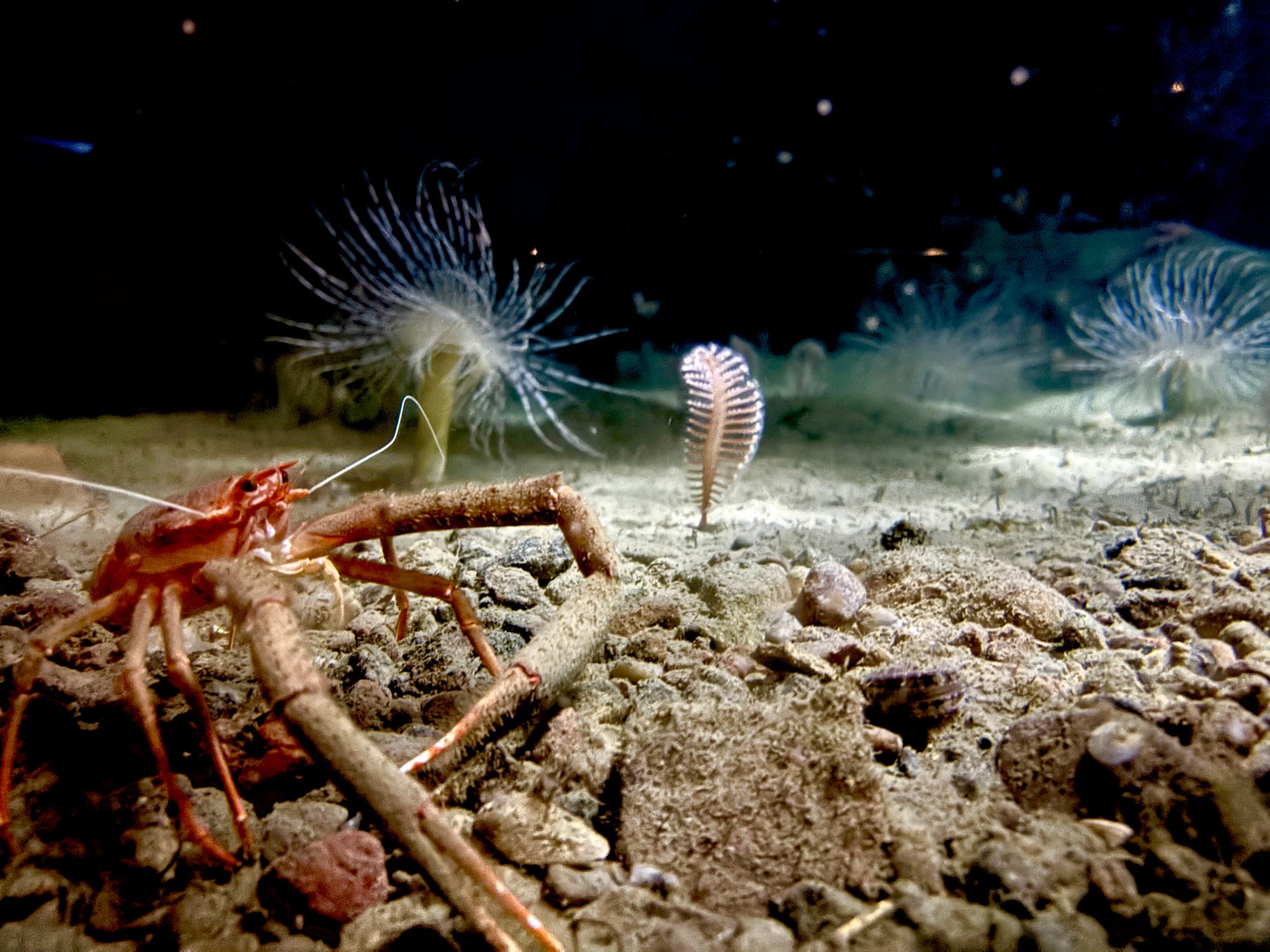 Unterwasseraufnahme eines Meeresbodens mit einem roten Krebs im Vordergrund, der auf sandigem Grund krabbelt. Im Hintergrund sind mehrere fächerförmige, weiße Meerestiere zu sehen, die aus dem Boden ragen. Die Szene ist in dunklen, natürlichen Farben gehalten und zeigt eine ruhige, marine Umgebung.
