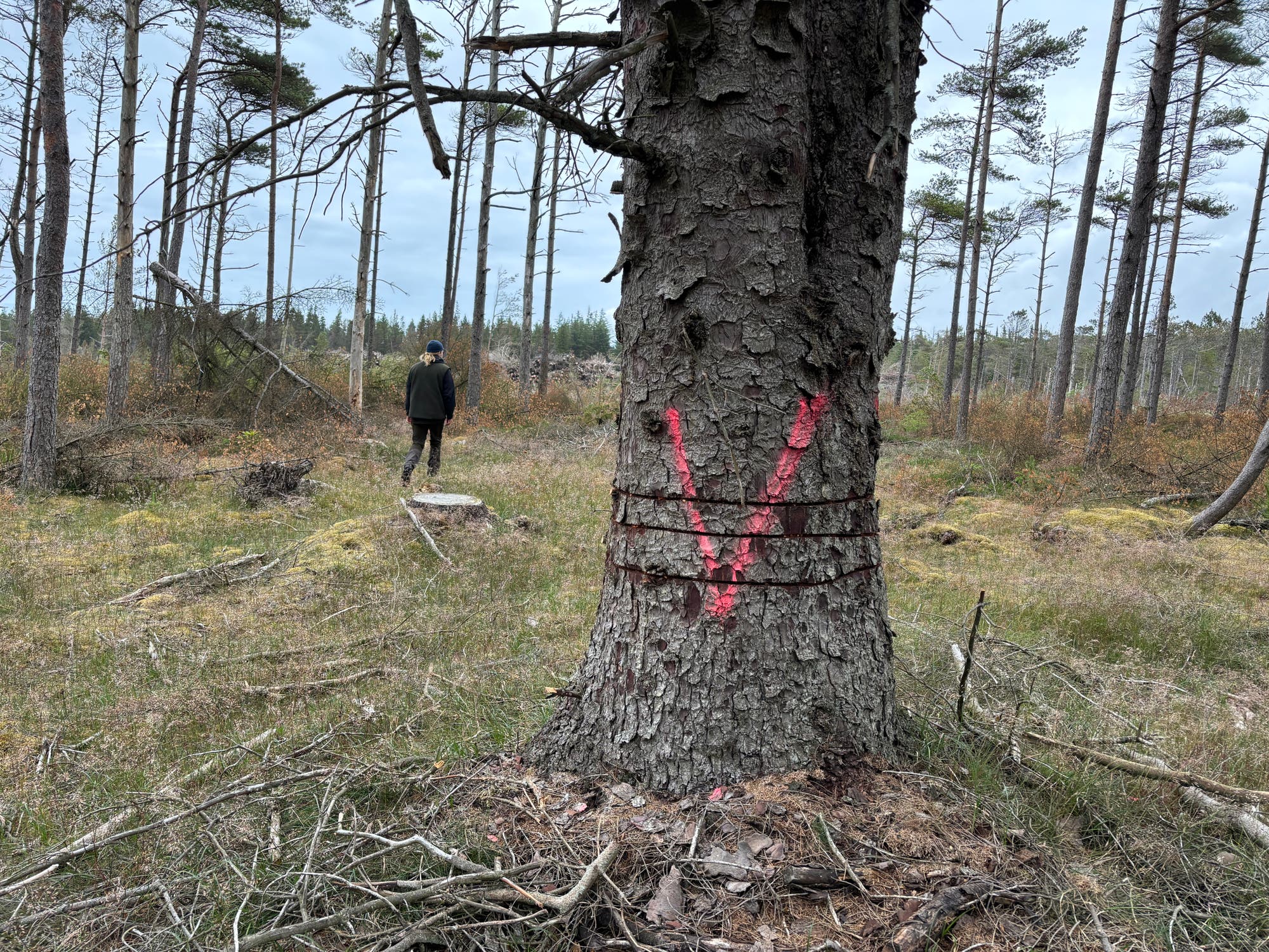 Ein Wald mit kahlen Bäumen, im Vordergrund ein Baum mit einem roten "V" markiert. Eine Person geht in der Ferne auf einem Pfad. Der Himmel ist bewölkt, und der Boden ist mit Gras und vereinzelten Ästen bedeckt.
