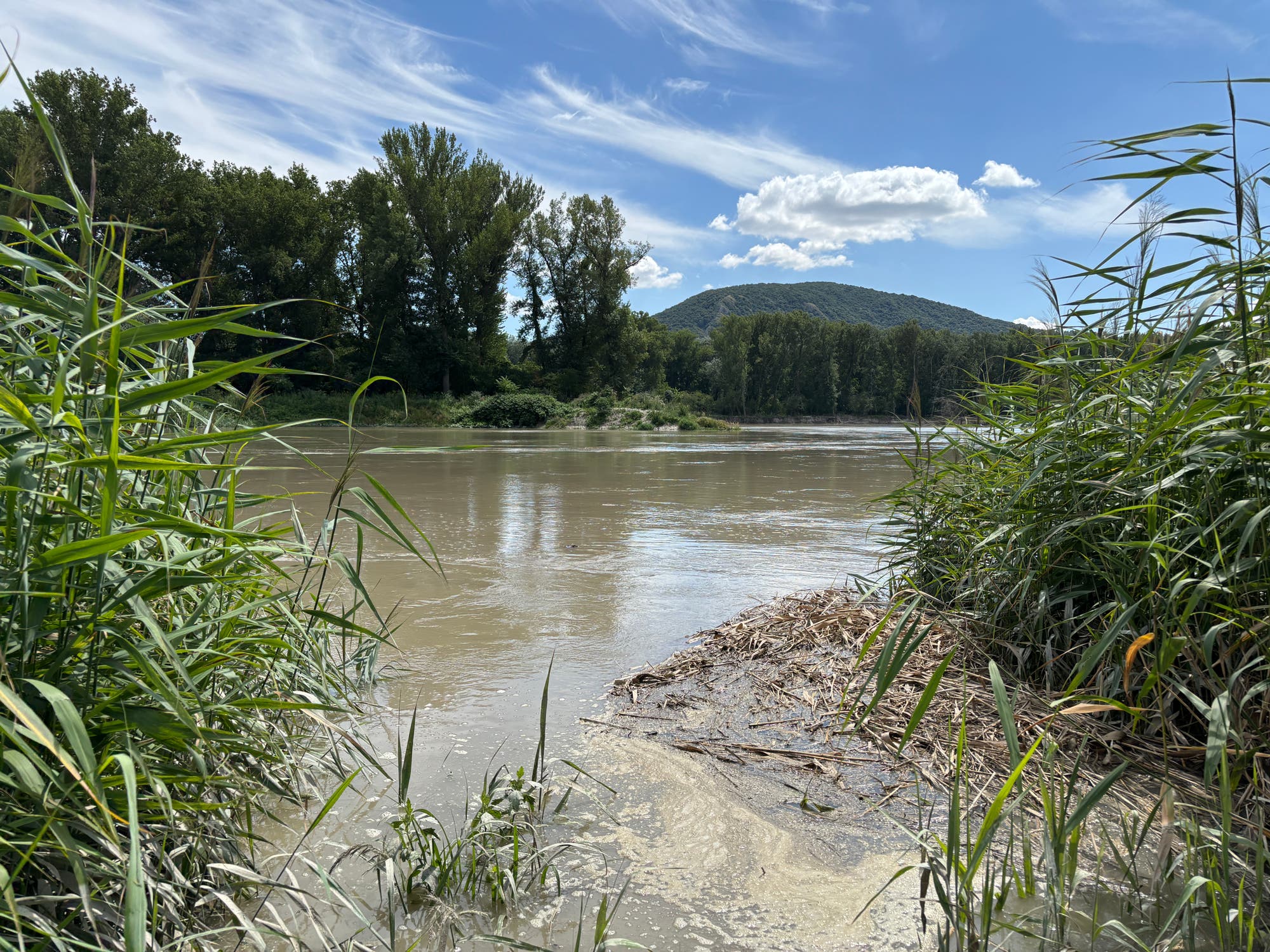 Ein Fluss fließt ruhig durch eine grüne Landschaft, umgeben von dichtem Schilf und Bäumen. Im Hintergrund erhebt sich ein bewaldeter Hügel unter einem blauen Himmel mit vereinzelten Wolken. Die Szene vermittelt eine friedliche, natürliche Atmosphäre.