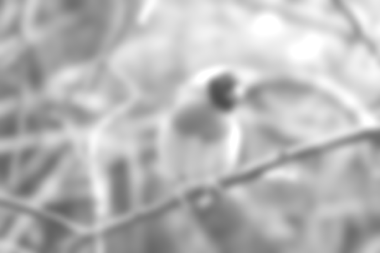 Ein achromatisch verschwommener Prachtfink – Grund für ein Gentherapie-Experiment