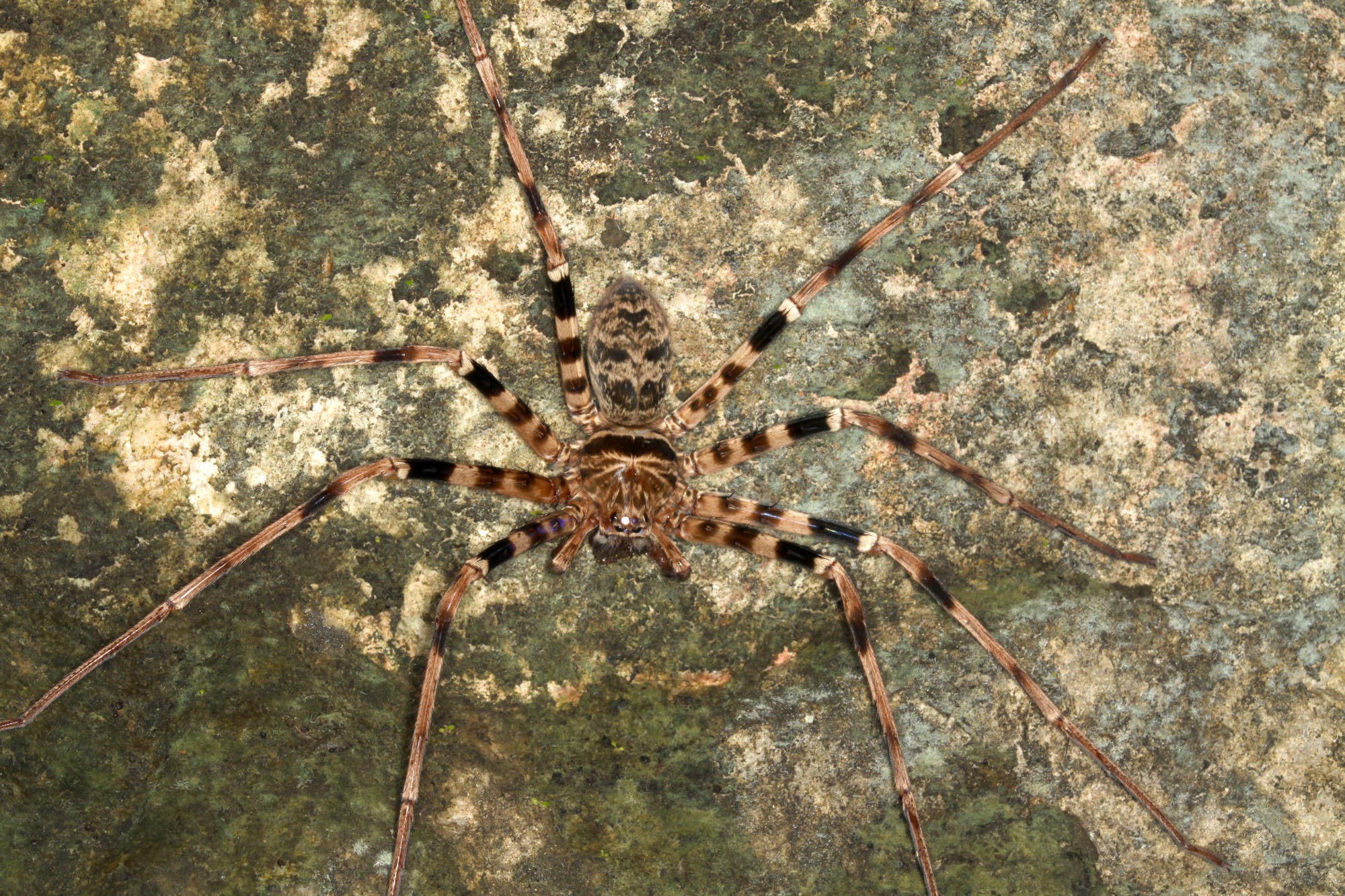 Laotische Riesenkrabbenspinne – die Spinne mit dem größten Durchmesser