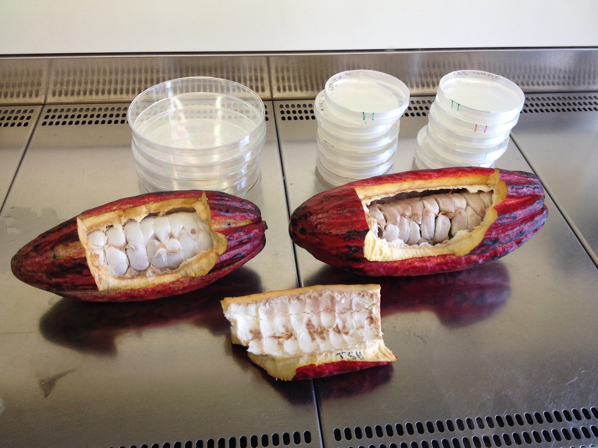 Kakaobohnen im Labor