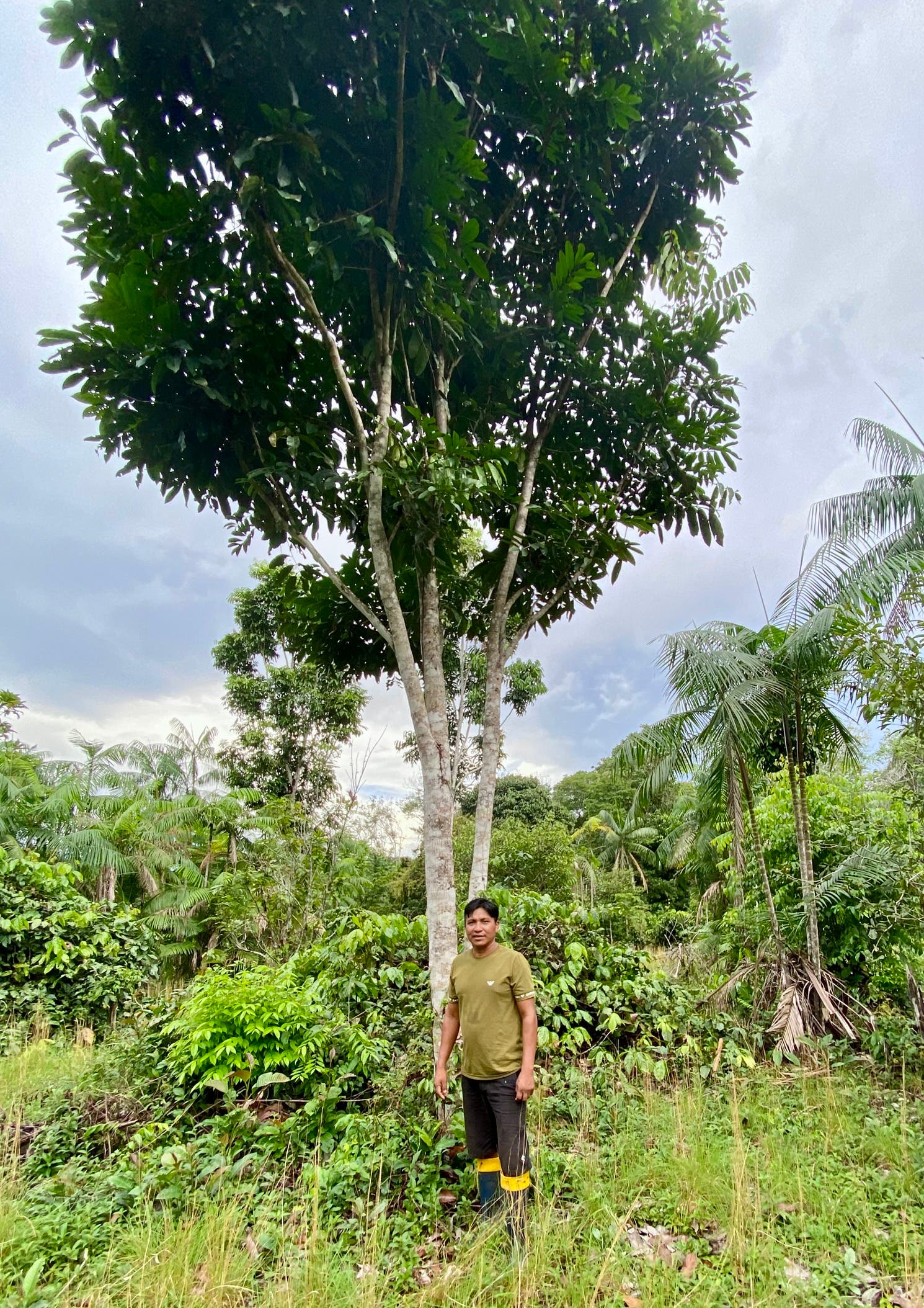 Eine Person steht neben einem großen Baum in einem dichten grünen Waldgebiet unter bewölktem Himmel. Sie trägt ein olivgrünes T-Shirt und dunkle Hosen. Im Hintergrund sind weitere Bäume und üppige Vegetation zu sehen.