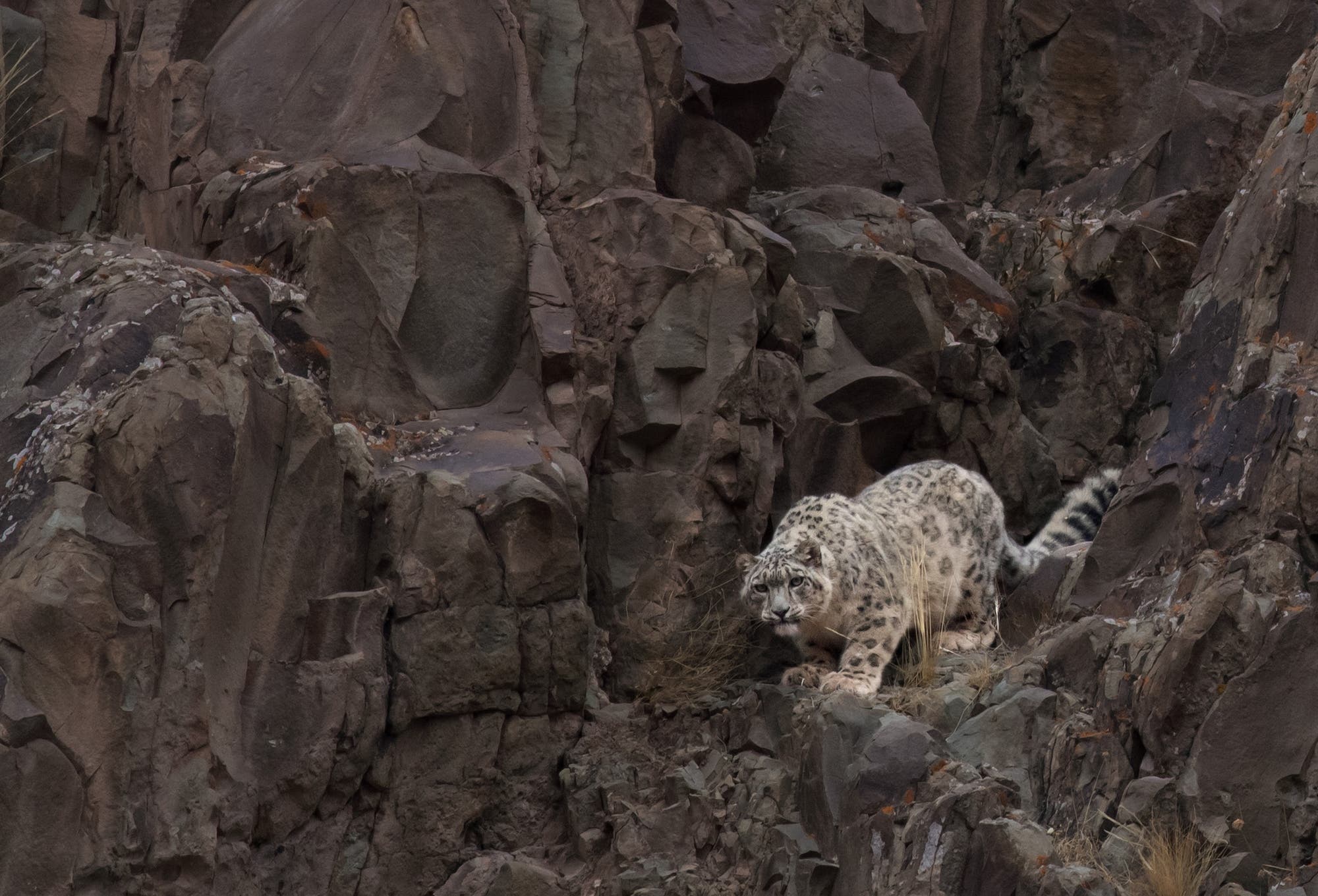 Ein Schneeleopard bewegt sich vorsichtig durch eine felsige, braune Berglandschaft. Das Tier ist mit seiner Tarnung perfekt an die umgebenden Felsen angepasst. Der Leopard ist aufmerksam und scheint sich auf seine Umgebung zu konzentrieren. Die Szene vermittelt ein Gefühl von Wildnis und natürlicher Schönheit.