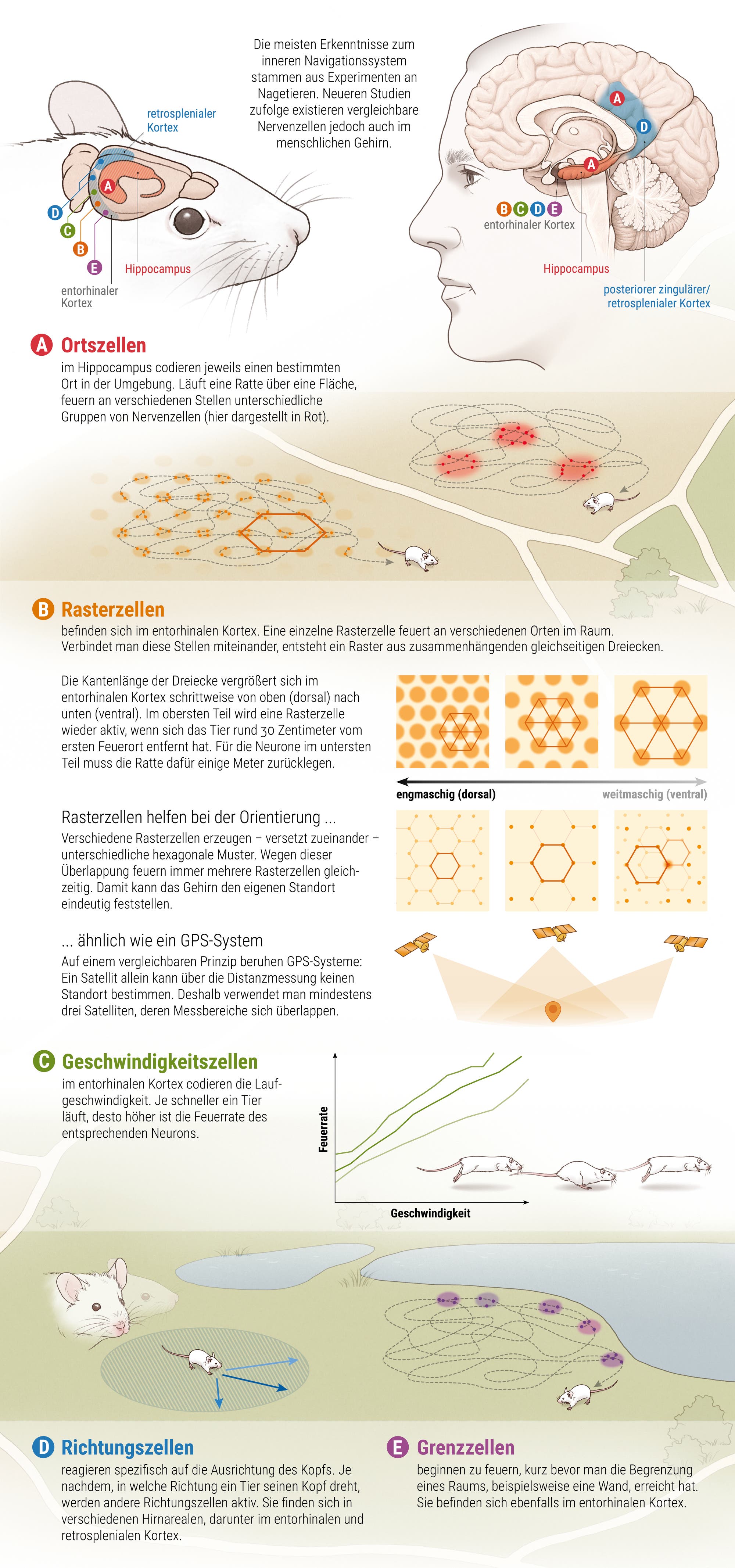 Illustration des Navigationssystems im Gehirn von Nagetieren und Menschen. Links oben zeigt eine Zeichnung eines Nagetiers mit markierten Gehirnregionen: retrosplenialer Kortex, entorhinaler Kortex und Hippocampus. Rechts oben eine menschliche Kopfzeichnung mit denselben markierten Regionen. 

A: Ortszellen im Hippocampus, die spezifische Orte codieren. 

B: Rasterzellen im entorhinalen Kortex, die ein hexagonales Raster bilden, ähnlich einem GPS-System. Diagramme zeigen engmaschige und weitmaschige Raster. 

C: Geschwindigkeitssignale, die die Laufgeschwindigkeit messen. 

D: Richtungssignale, die die Kopfposition bestimmen. 

E: Grenzzellen, die auf Umgebungsgrenzen reagieren. 

Der Text erklärt die Funktion dieser Zellen und ihre Rolle bei der Orientierung.