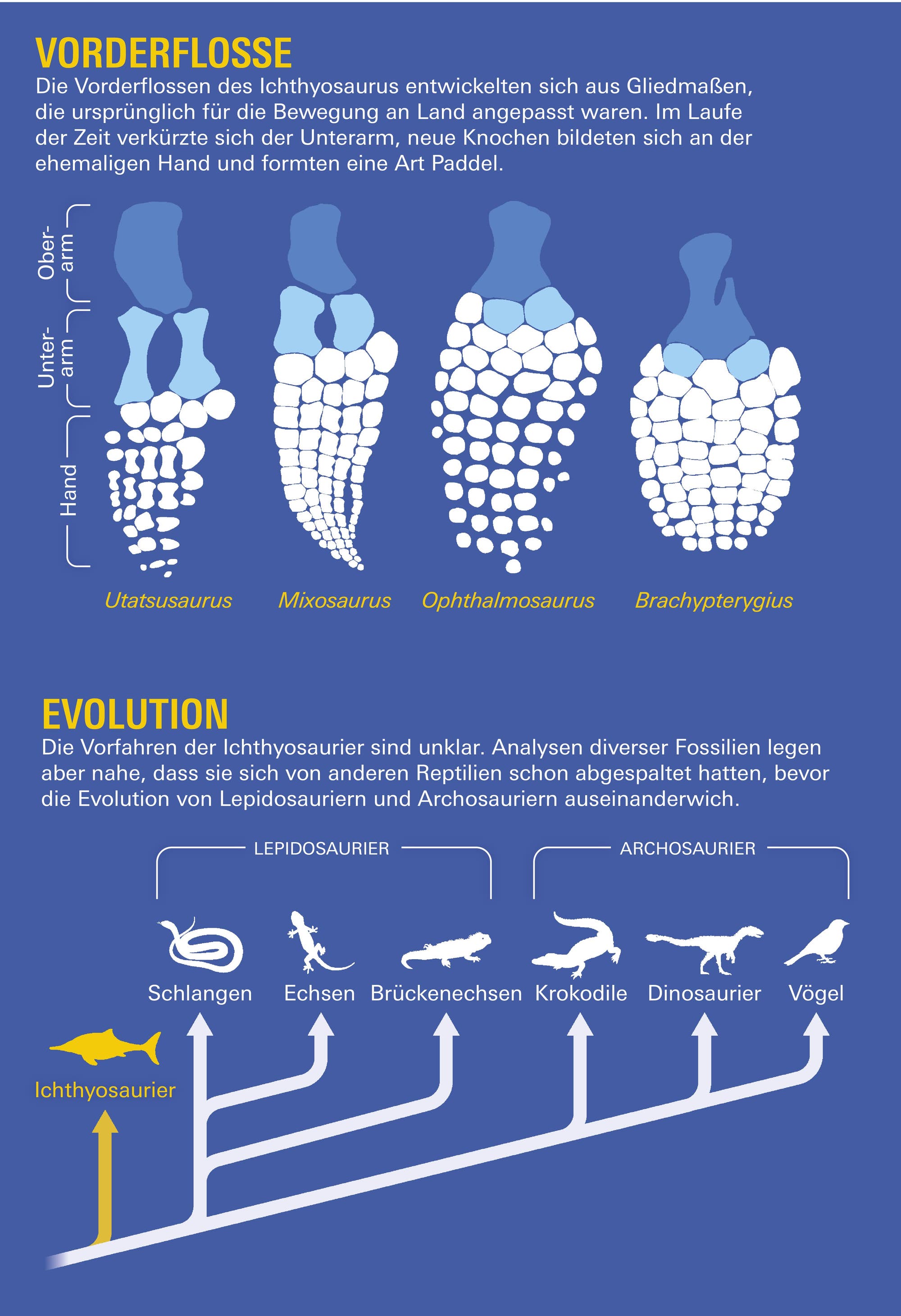 Vorderflosse und Evolution der Ichthyosaurier