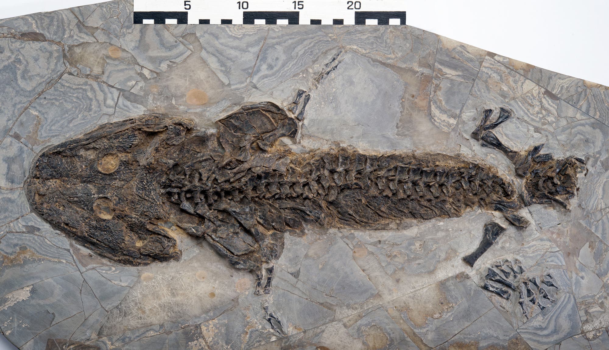 Sclerocephalus-Fossil aus dem Perm