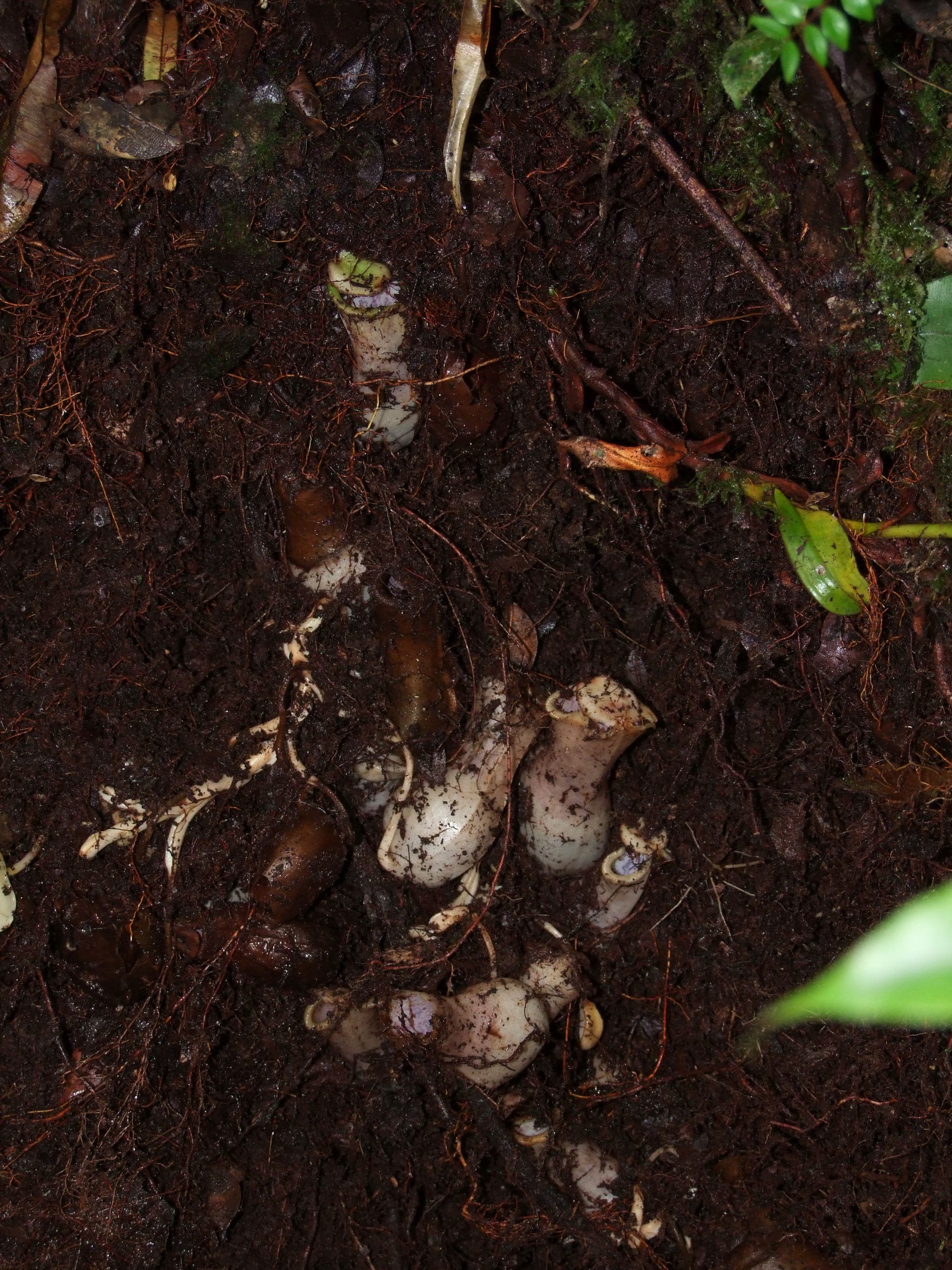 Wenn kein Hohlraum vorhanden ist, wachsen die Triebe direkt in den Boden wie hier, wo ein Bündel von Kannen aus dem Boden ausgegraben wurde.