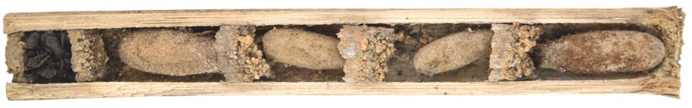 Nest der Ameisenmauerwespe