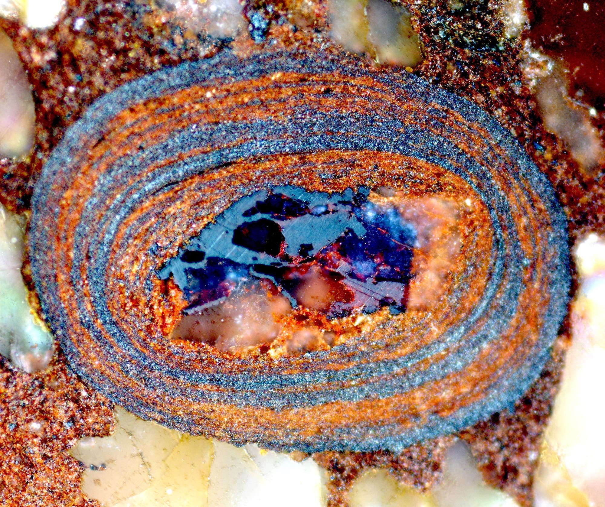 Nahaufnahme eines Gesteins mit konzentrischen, ovalen Schichten in verschiedenen Brauntönen, die einen blauen, kristallinen Kern umgeben. Die Textur der Schichten variiert von glatt bis körnig. Das Bild zeigt die natürliche Struktur und Farbvielfalt des Gesteins.