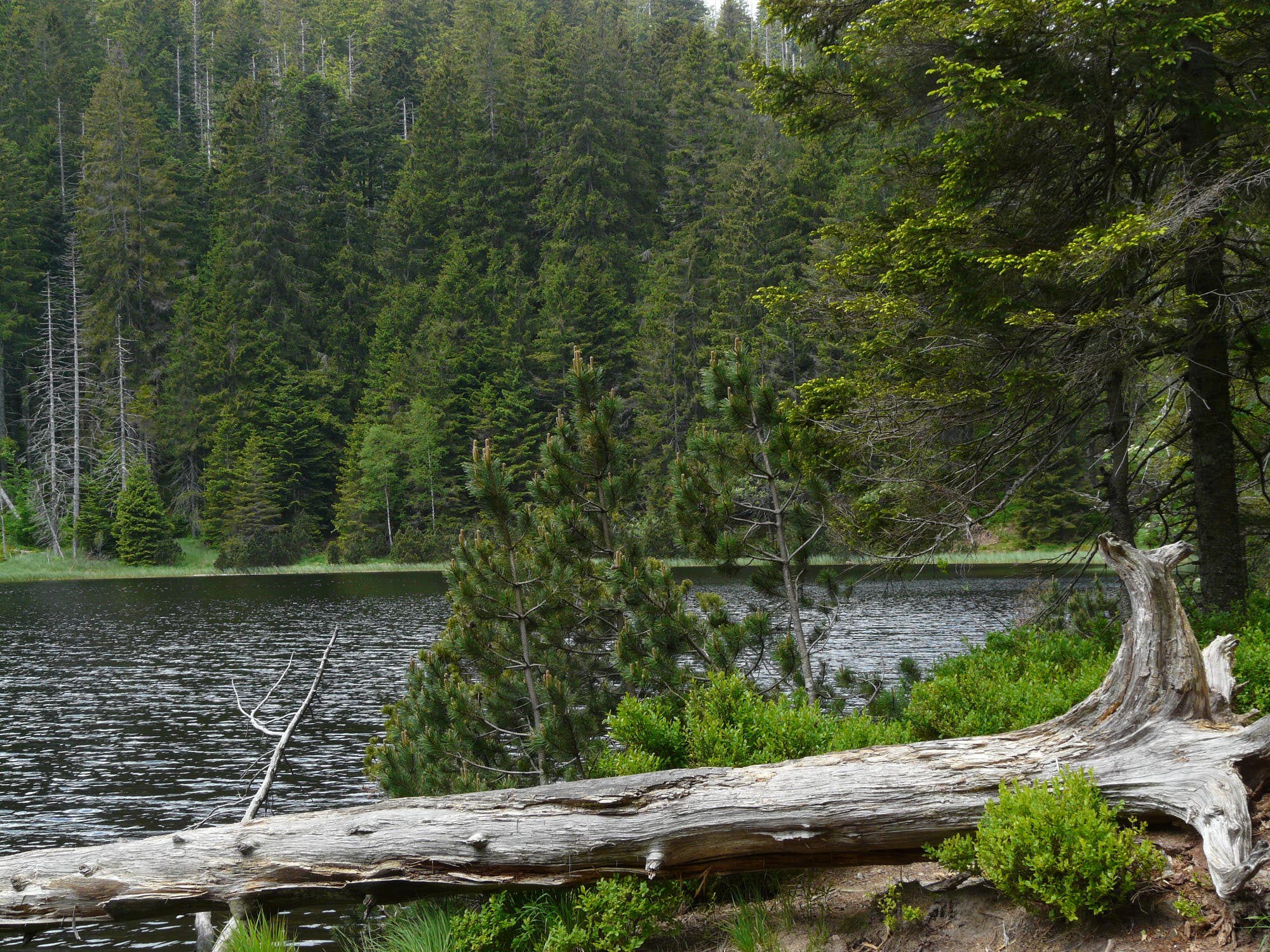 Blick über einen See, umgestürzter, gebleichter Stamm im Vordergrund, mit Nadelbäumen bewachsenes Ufer im Hintergrund.