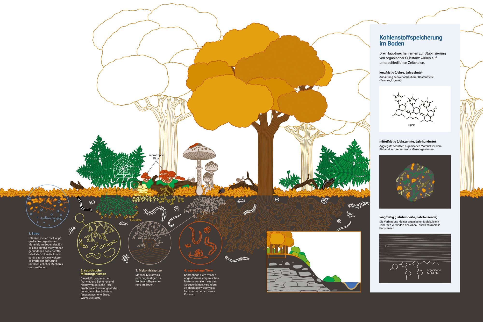 Grafik Aktivitäten der Bodenorganismen