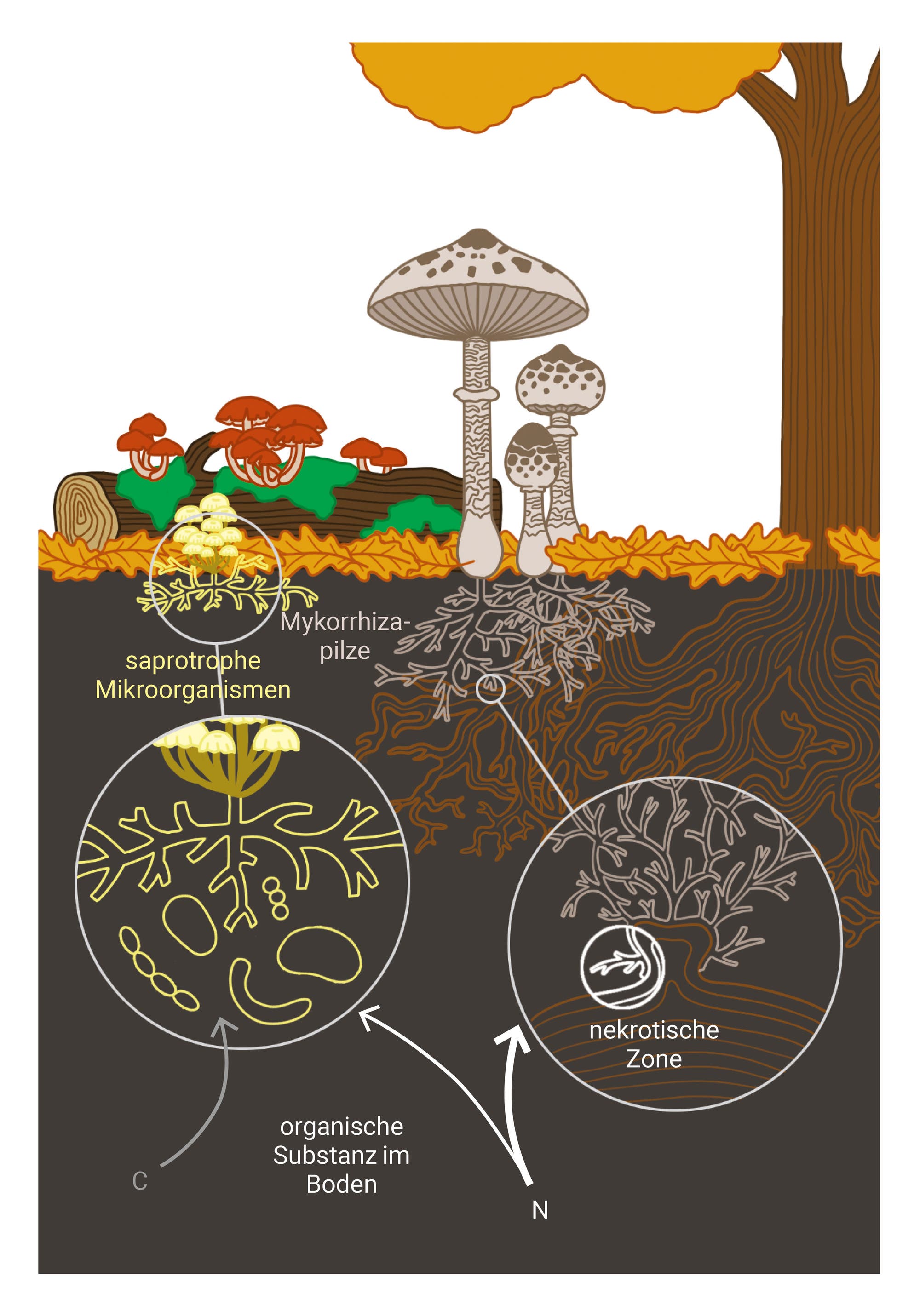 Grafik Aktivität der Mykorrhizapilze im Boden