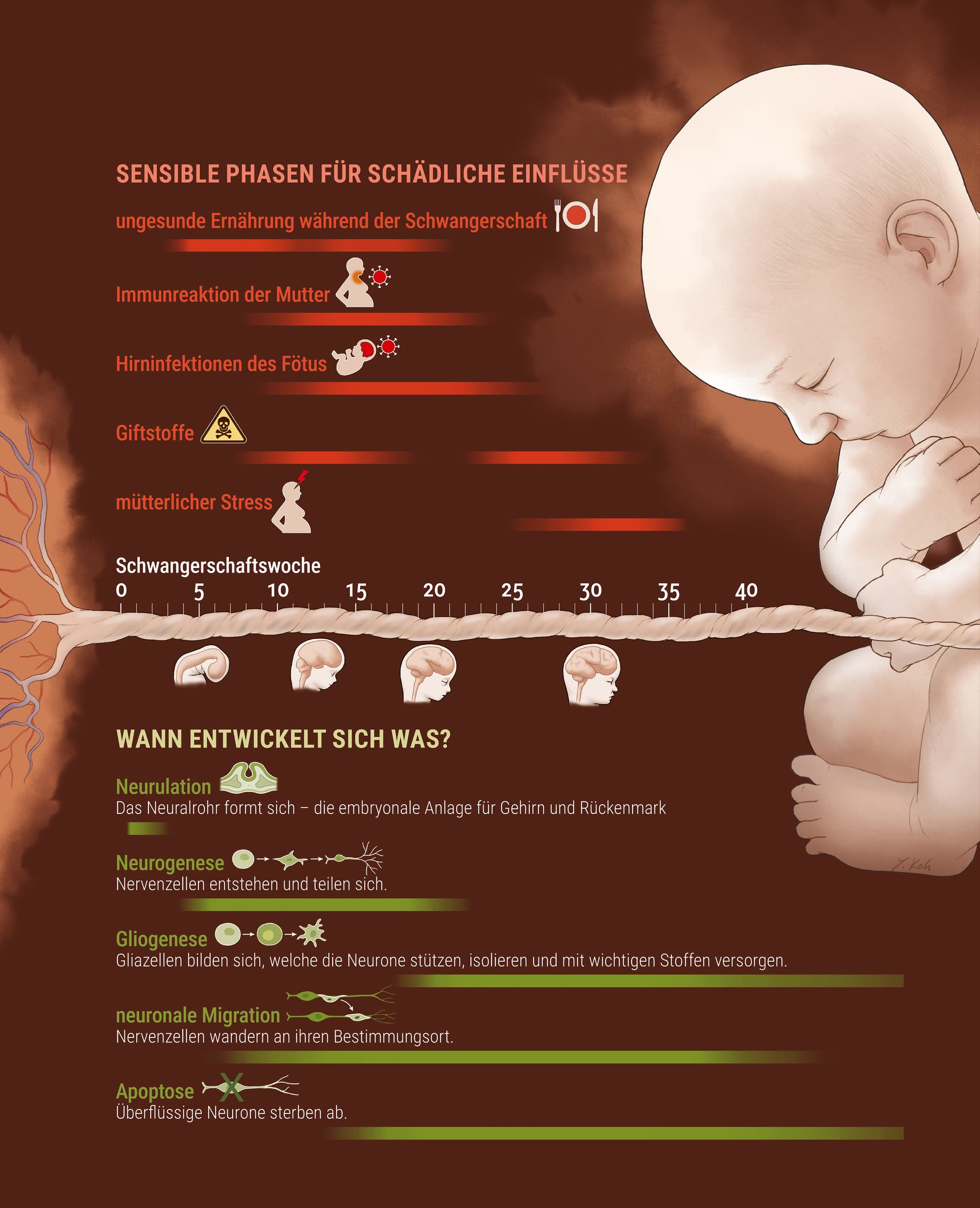 Illustration eines Fötus im Mutterleib mit einer Infografik über sensible Phasen für schädliche Einflüsse während der Schwangerschaft. Oben links steht "Sensible Phasen für schädliche Einflüsse" mit einer Liste von Faktoren wie ungesunde Ernährung, Immunreaktion der Mutter, Hirninfektionen des Fötus, Giftstoffe und mütterlicher Stress. Eine Zeitleiste zeigt die Schwangerschaftswochen von 0 bis 40 mit Symbolen für die Entwicklung des Gehirns. Unten wird erklärt, wann sich was entwickelt: Neurulation, Neurogenese, Gliogenese, neuronale Migration und Apoptose, jeweils mit kurzen Beschreibungen. Der Hintergrund ist in warmen Brauntönen gehalten.