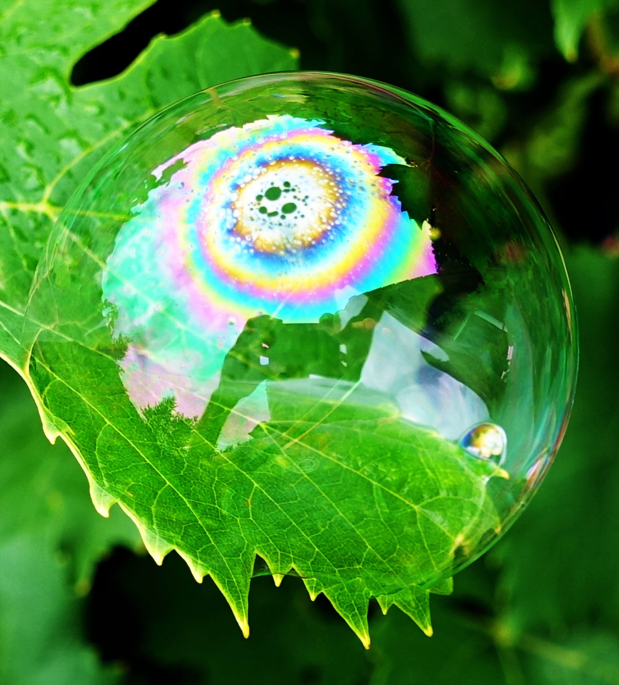 Eine Seifenblase auf einem Blatt zeigt kreisförmige Farbverläufe