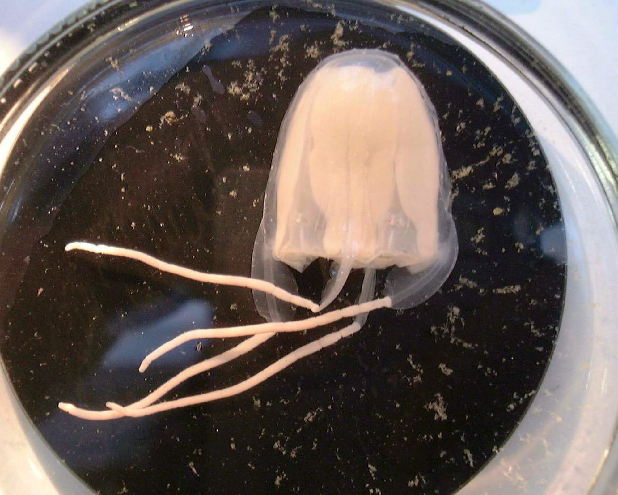Eine weiße kleine und etwas traurig aussehende Qualle liegt in einer Petrischale 