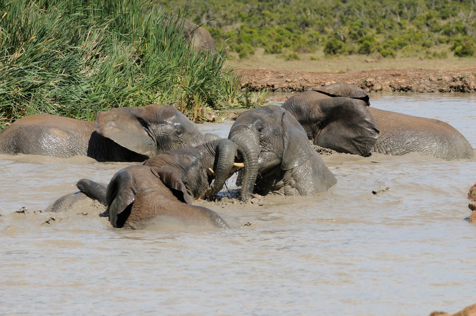 Elefanten im Wasser
