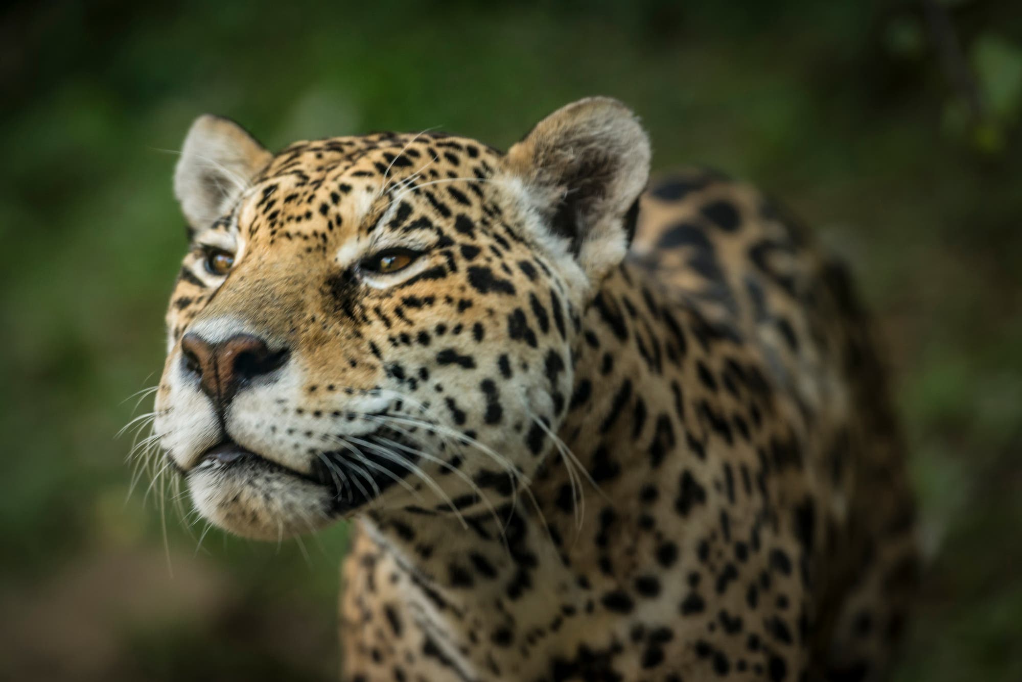 Jaguare – mit Lianenhalluzinogen zum Totemtier